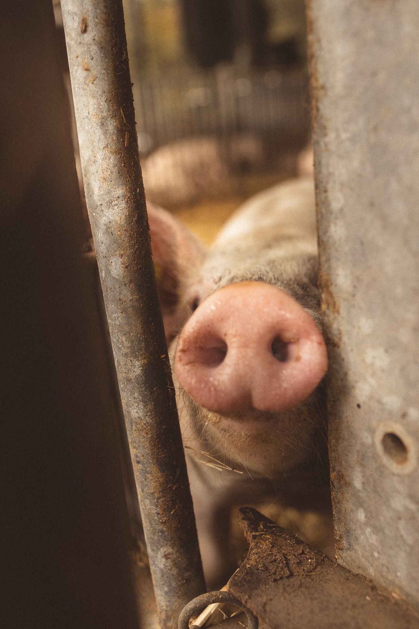 Close-up of a pig's pink snout poking through metal farm pen bars.