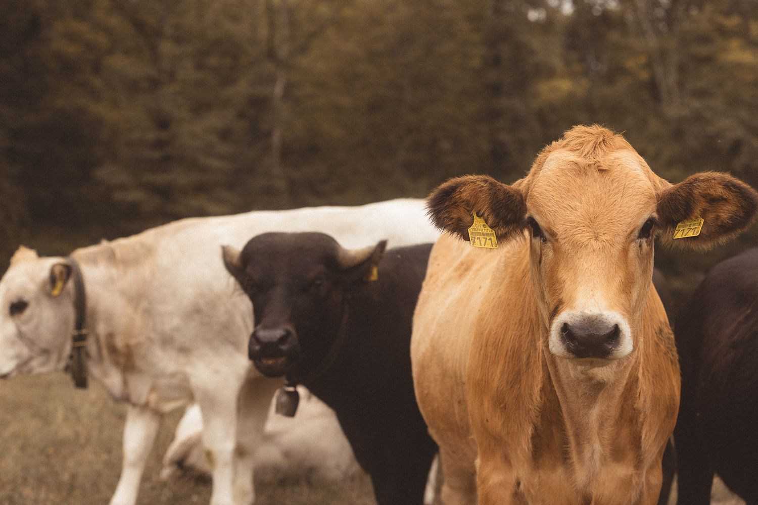 Three cows standing in a field, including a brown cow with yellow ear tags facing camera.