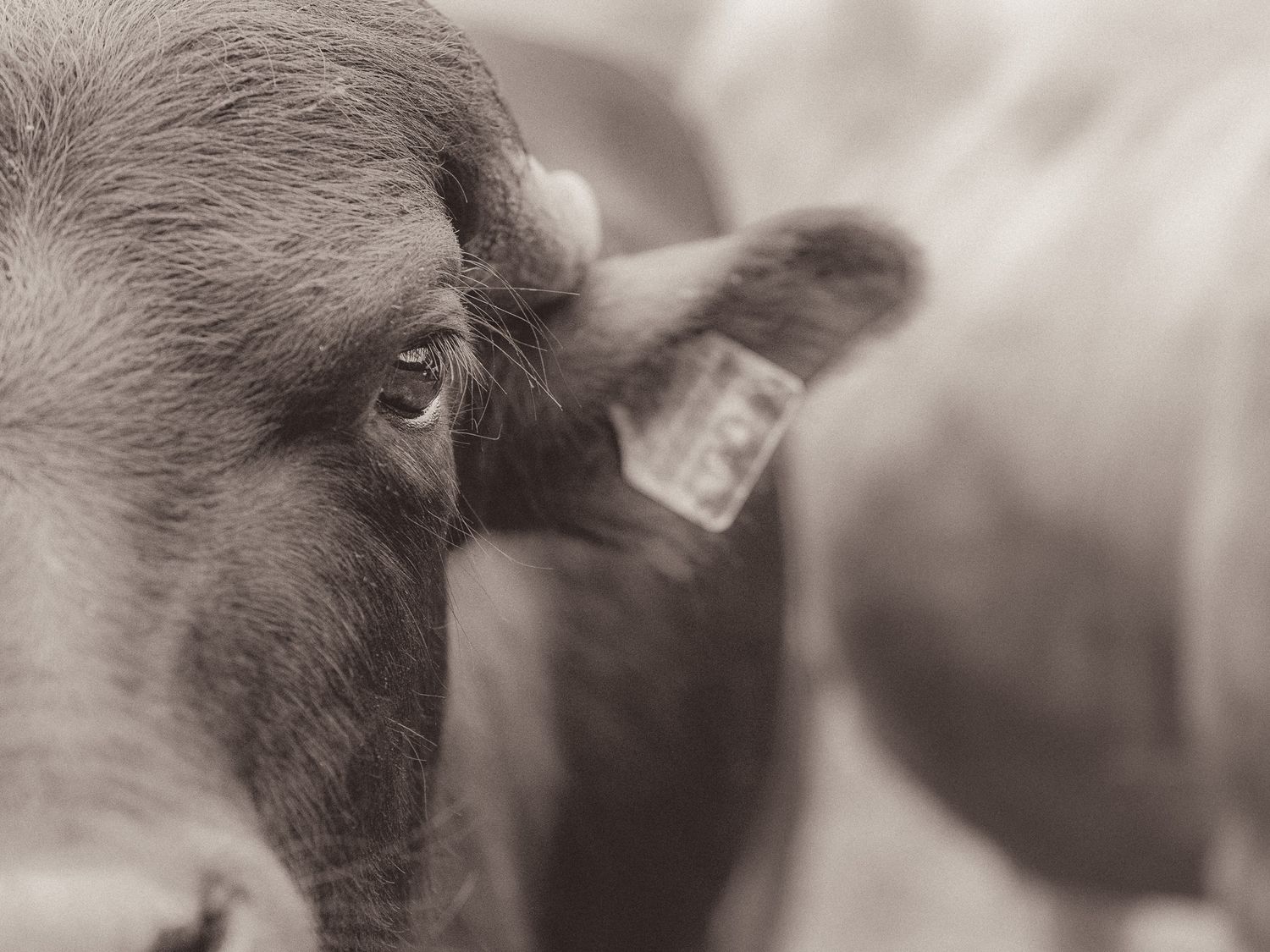 Close-up sepia portrait of a cow with an ear tag among other cattle.