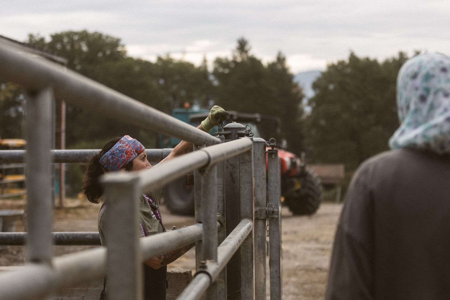 Two people wearing bandanas observe cattle through metal farm gates with a tractor in background.
