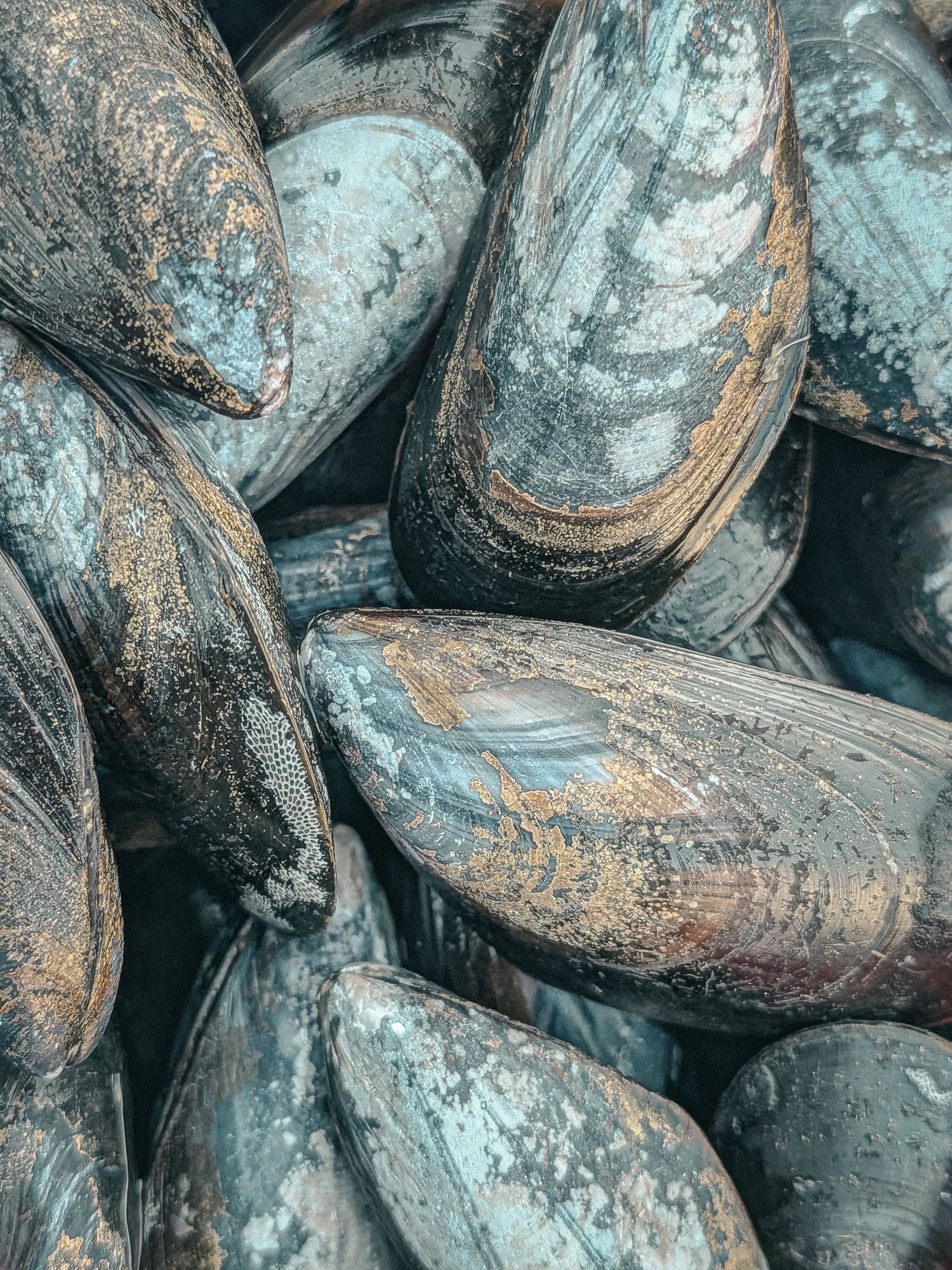 Close-up of fresh raw blue mussels with textured shells, piled together, showcasing their natural dark blue and gray hues.
