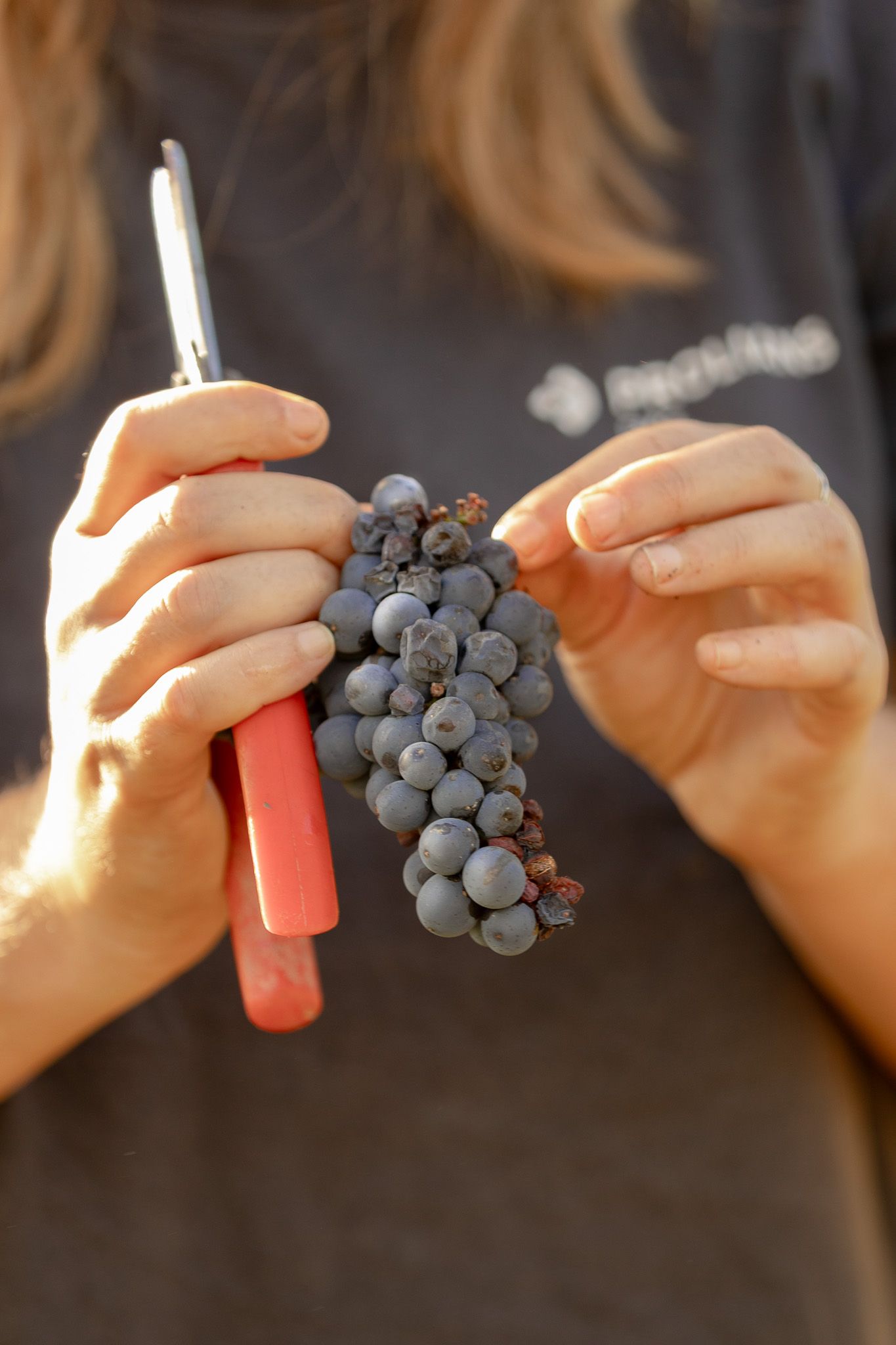 Gros plan sur des mains coupant une grappe de raisin au sécateur