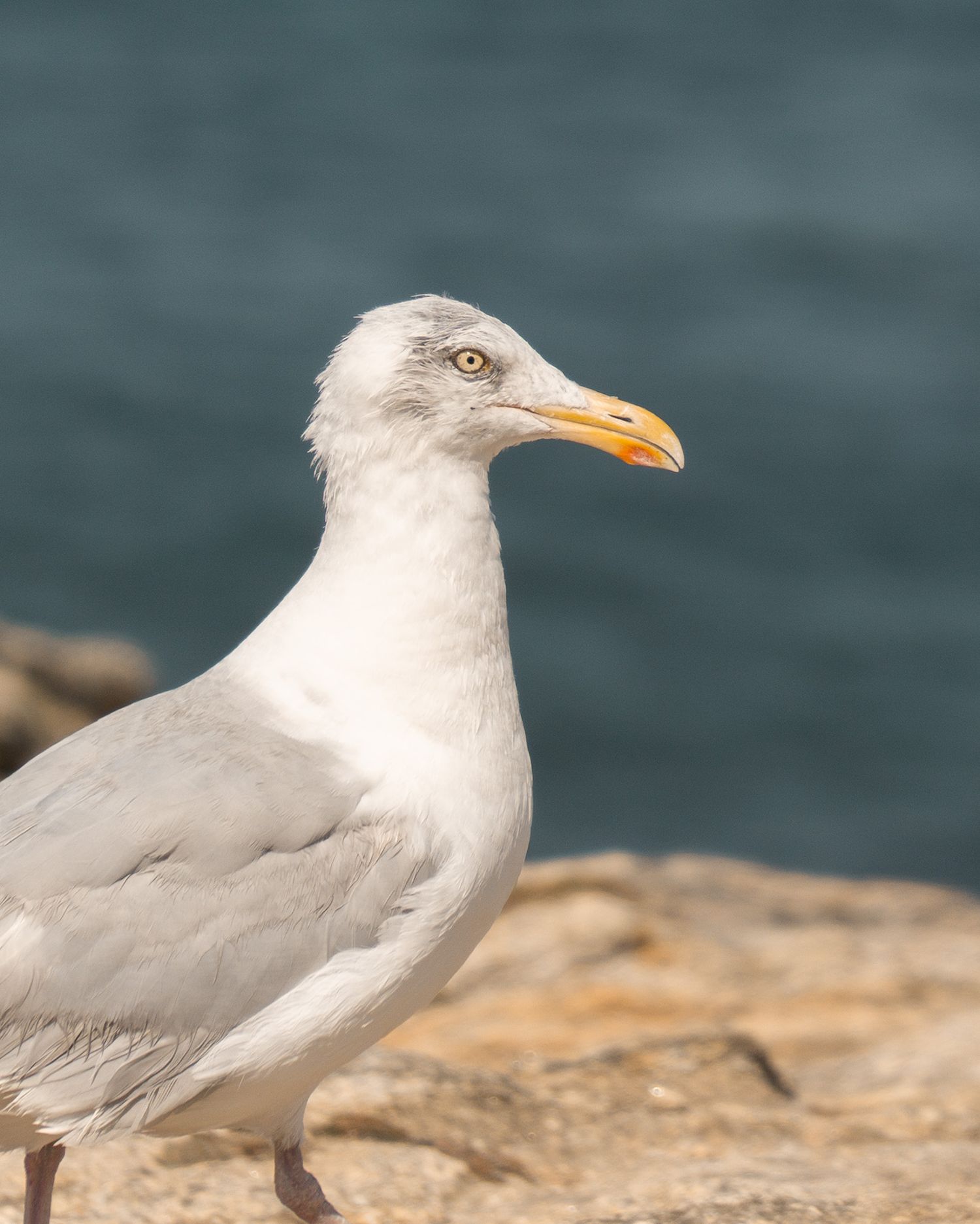 Photographie animalière d'un goéland posé sur des rochers au bord de l'eau