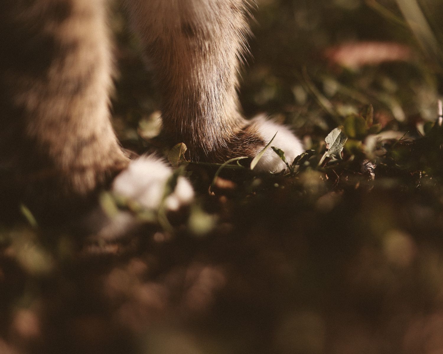 Close-up of a small animal paw resting on green grass and white flowers in soft natural light.