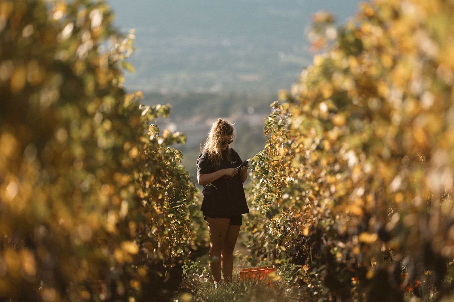 Woman standing alone between golden vineyard rows gazing at a scenic mountain valley.