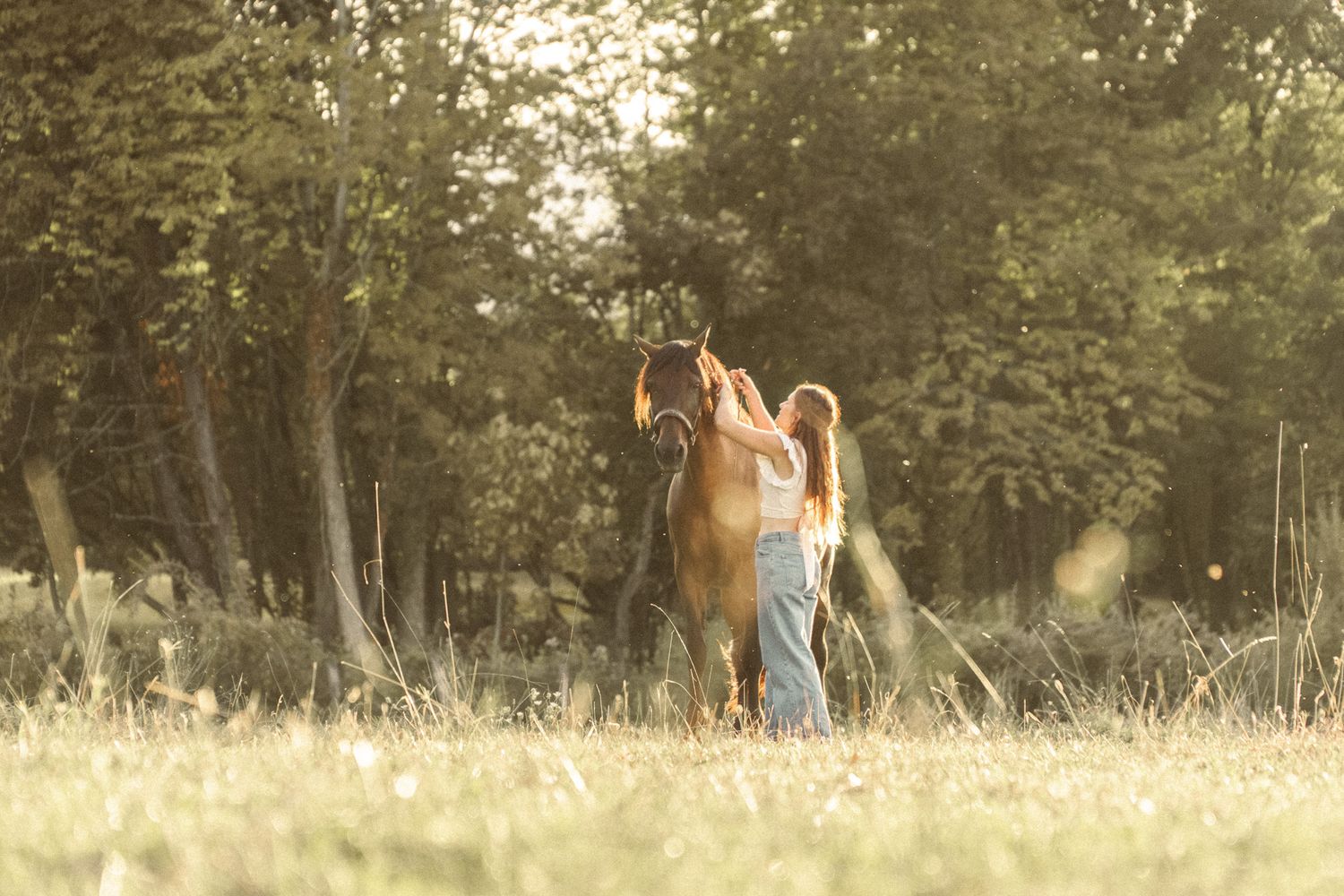 Young girl reaching up to a tall brown horse in a sunny forest clearing.