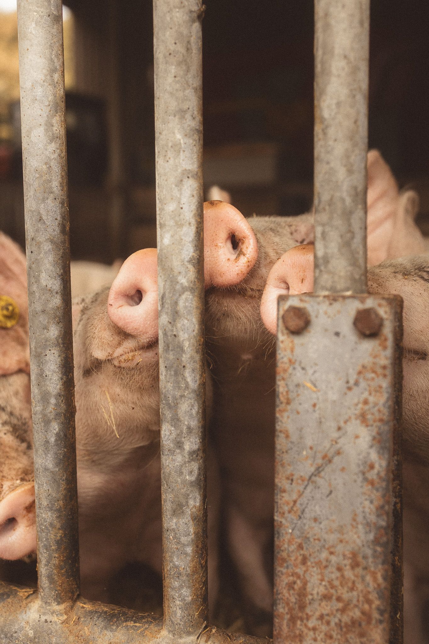 Pink pigs pressing their snouts through metal cage bars on a farm.