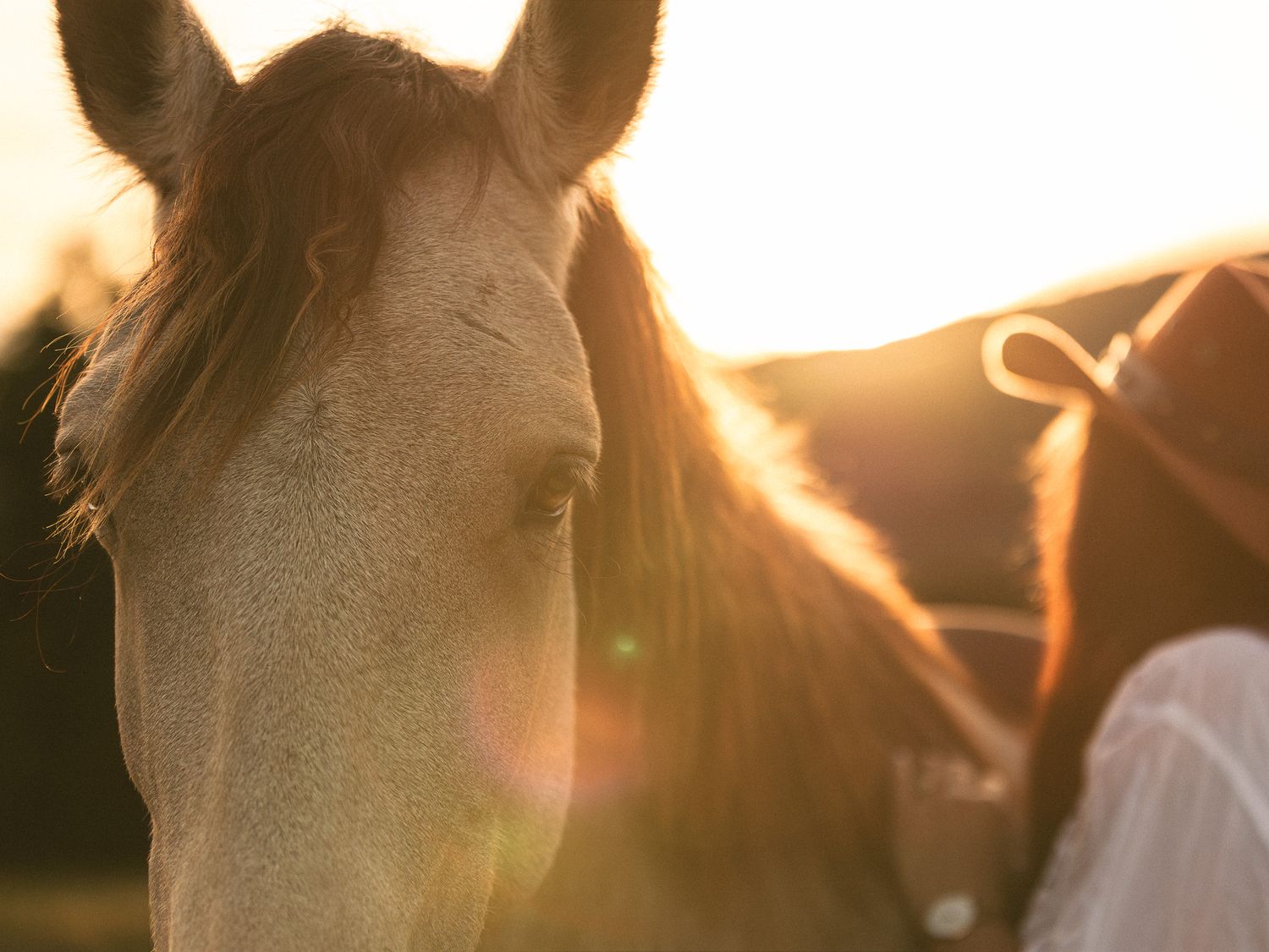 Close-up of a white horse's face at golden hour with a person's silhouette in the warm sunlight.