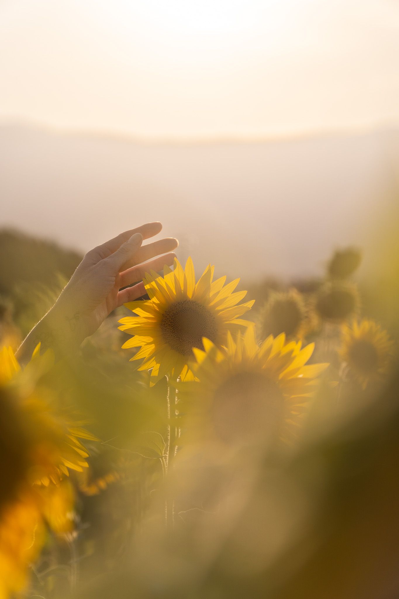 Gros plan sur une main effleurant un tournesol baigné de lumière dorée