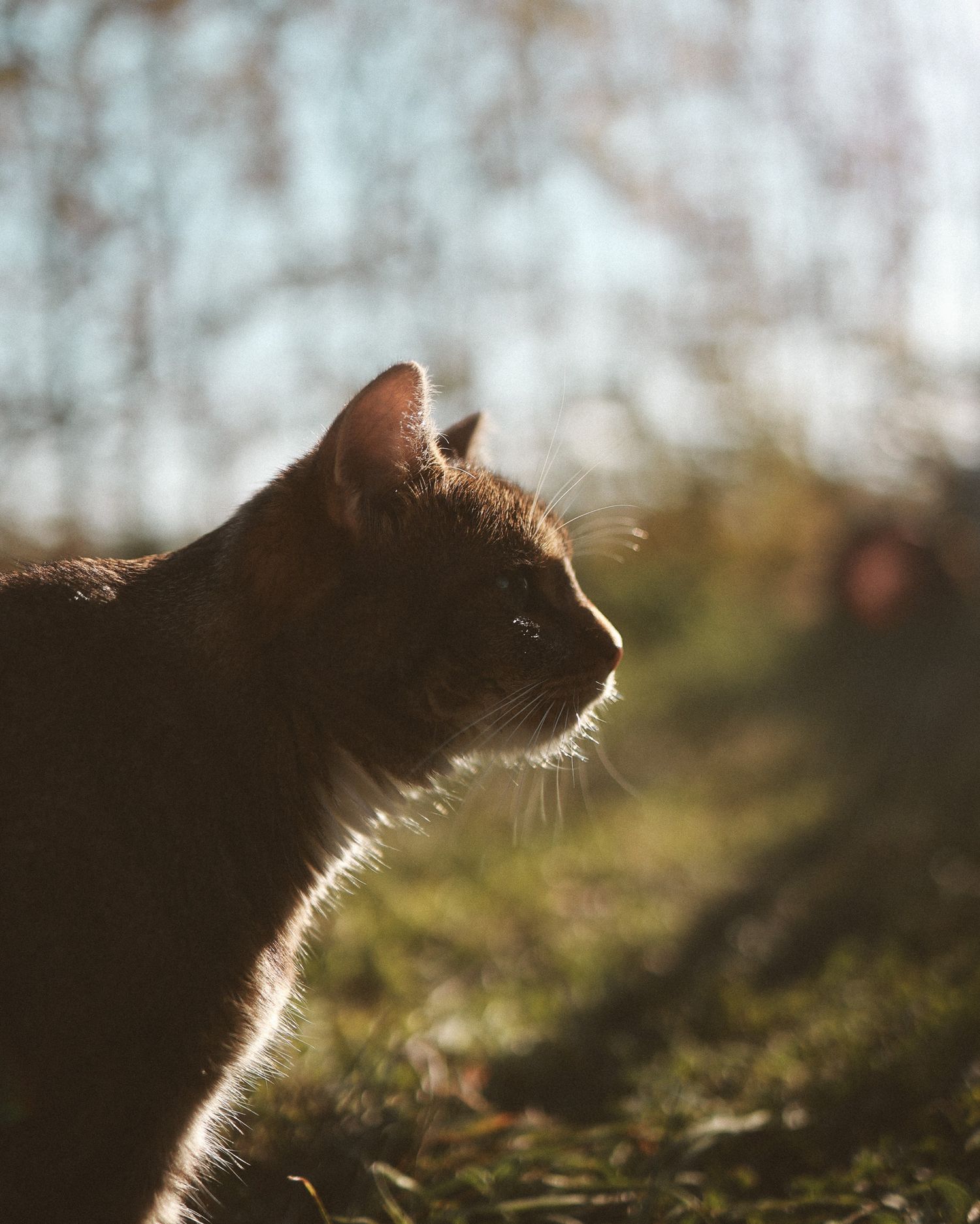 A cat in profile view bathed in golden backlight, with whiskers glowing against a blurred green outdoor background.