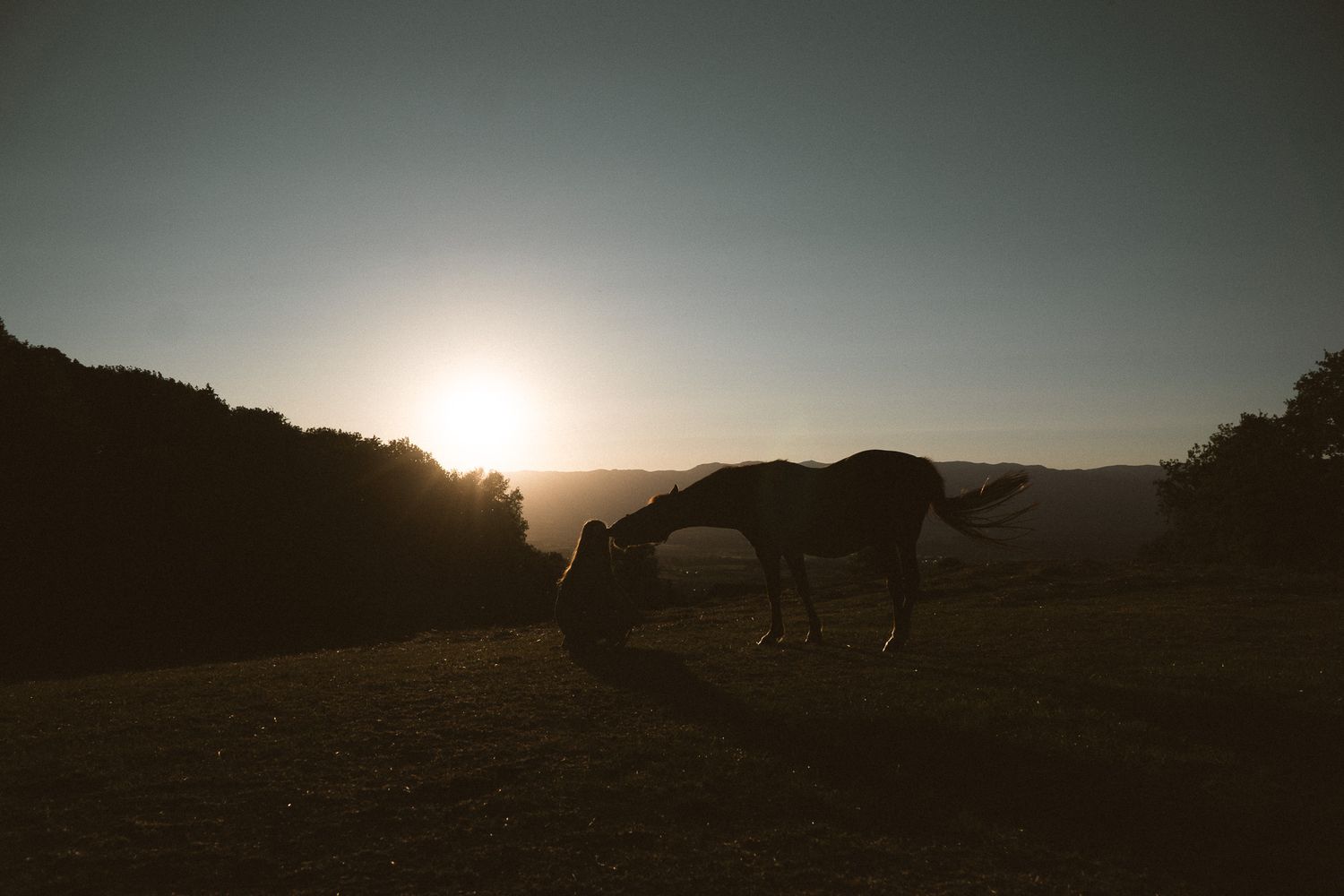 Silhouette of a horse grazing at sunset with golden light and rolling hills in the background.