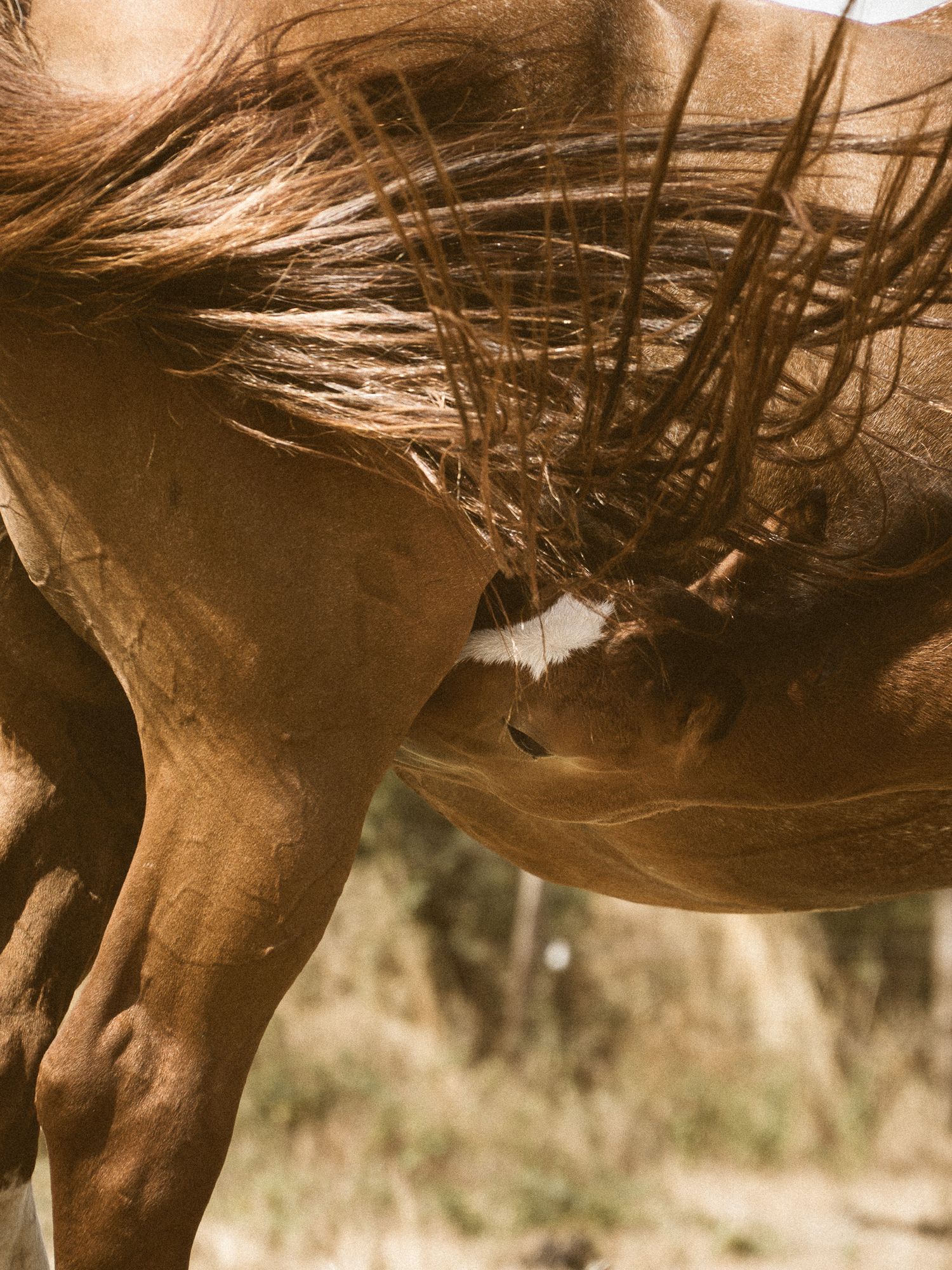 Close-up of a chestnut horse with flowing mane in warm sunlight outdoors.