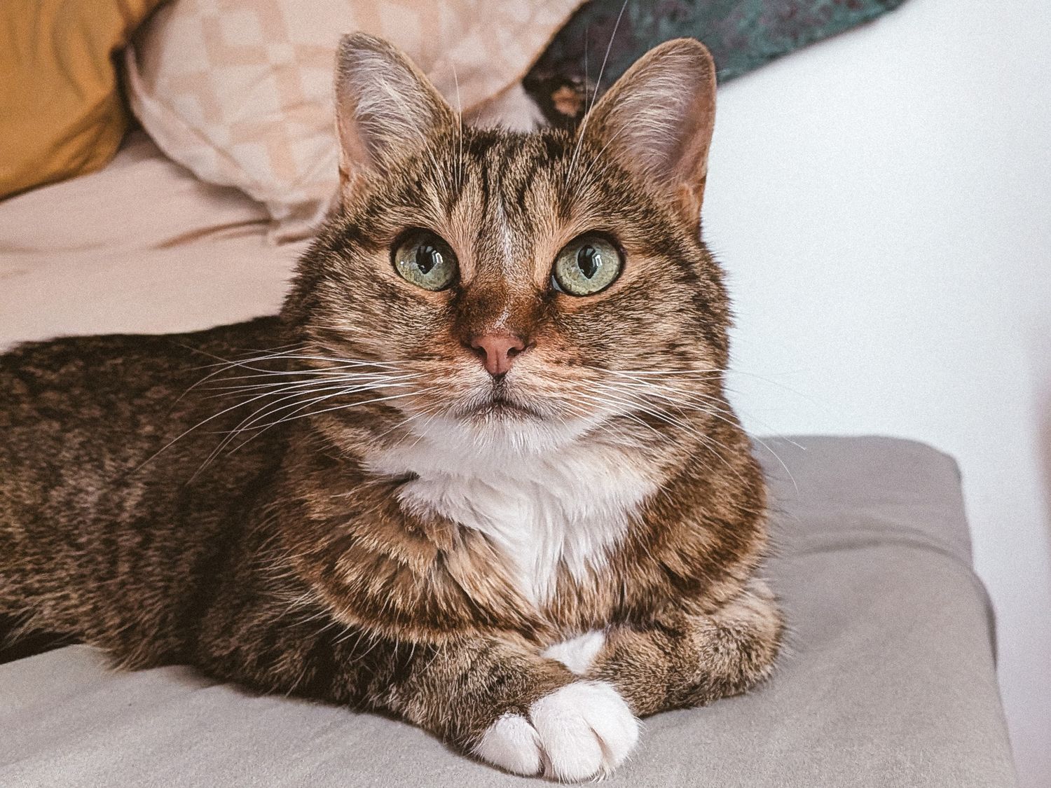 A tabby cat with green eyes and white paws rests on a gray couch surrounded by colorful pillows.
