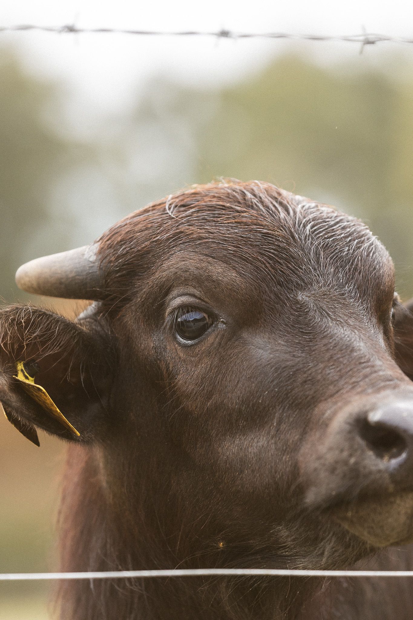 Close-up portrait of a young brown water buffalo calf with a small horn behind barbed wire fencing.