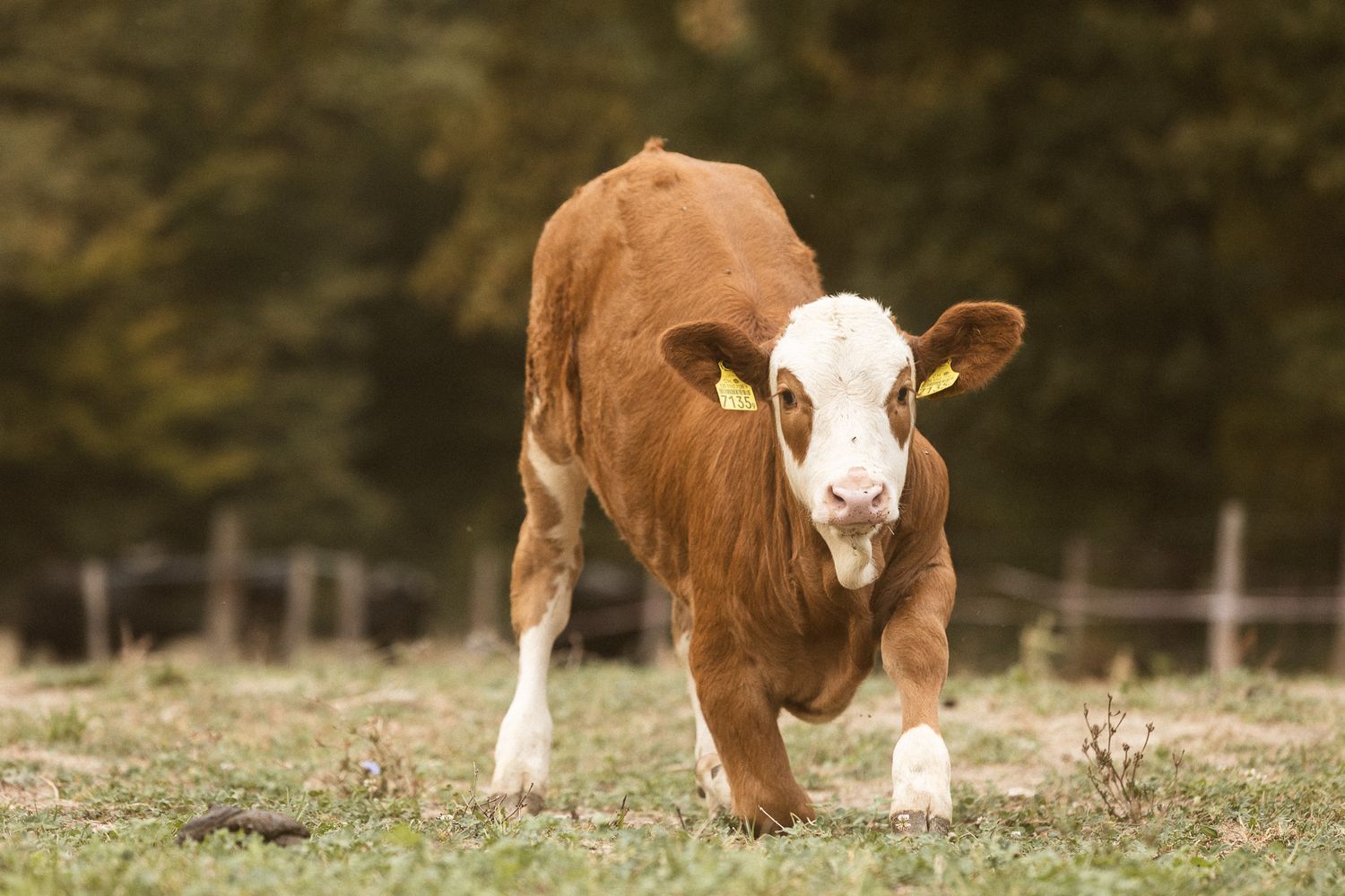 A young brown and white Hereford calf with a yellow ear tag walks across a green pasture.