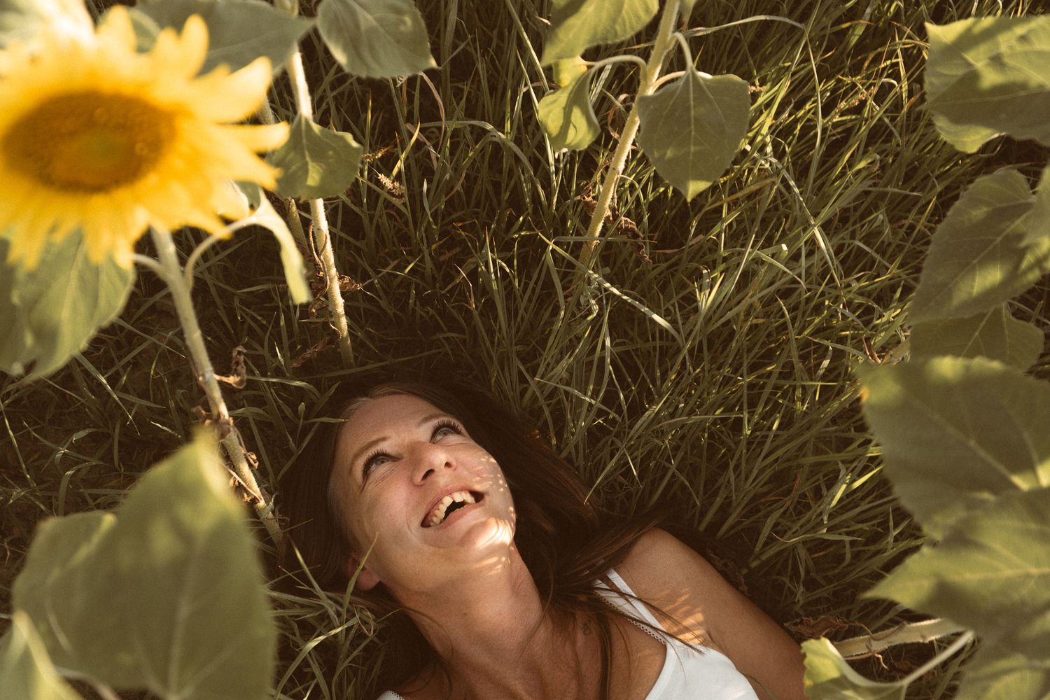 Happy woman lying in a sunflower field laughing joyfully surrounded by green grass and yellow blooms.