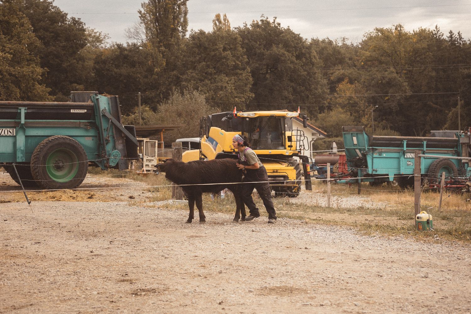 A farmer guides a black cow through a rural farmyard surrounded by yellow and green agricultural machinery and lush trees.