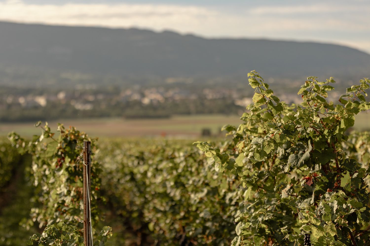 Vue large d'un vignoble à Bernex en rangs, Salève en arrière-plan
