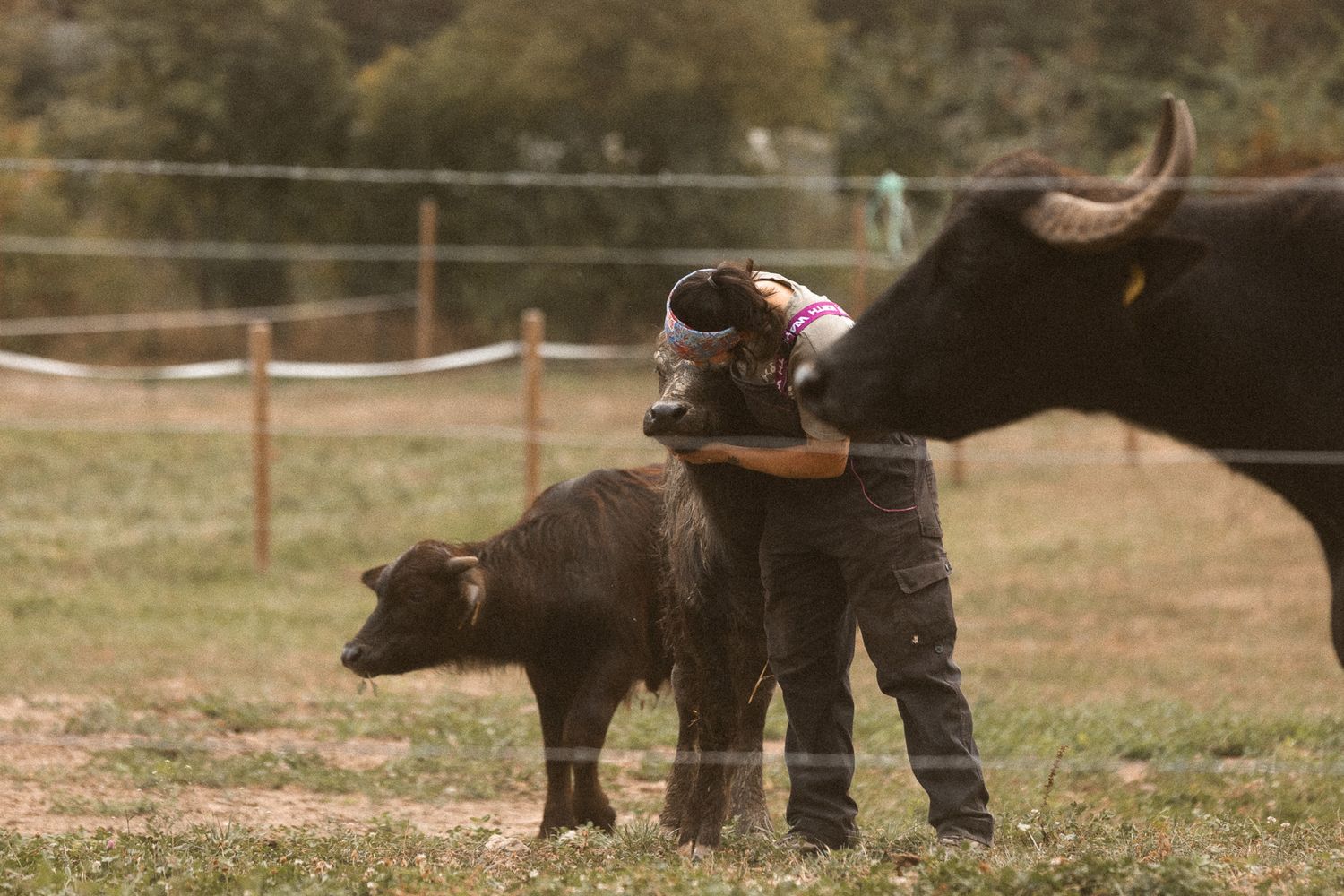 Person hugging a young black buffalo calf on a farm with adult buffalo nearby.