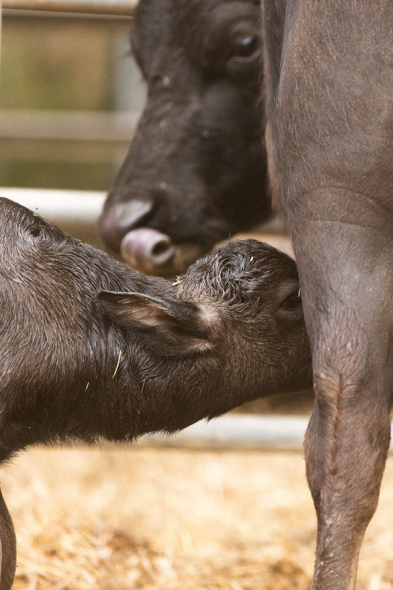 A newborn black buffalo calf nurses from its mother while standing on hay in a farm enclosure.