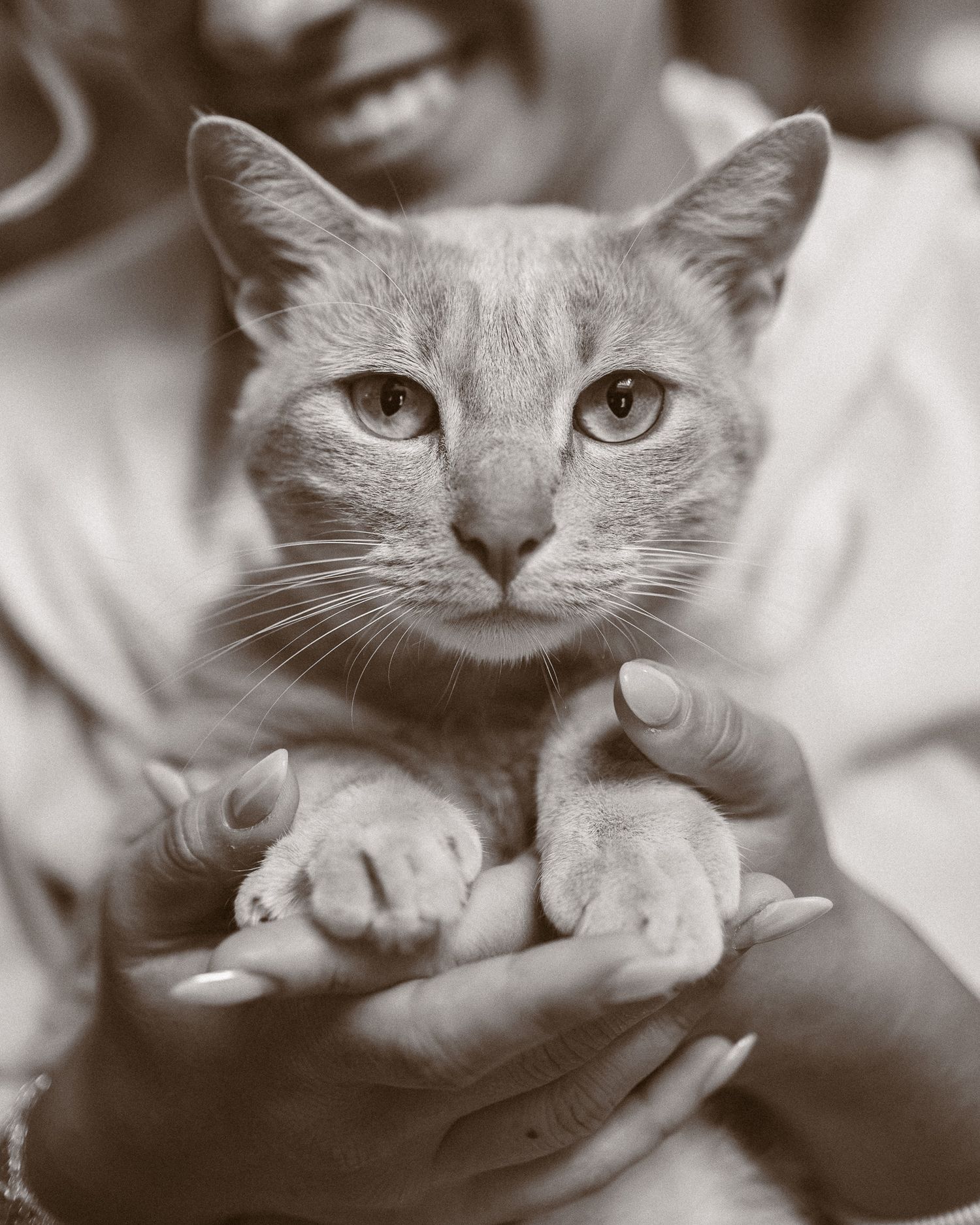 Sepia portrait of a gray tabby cat being gently held in cupped hands by smiling owner.