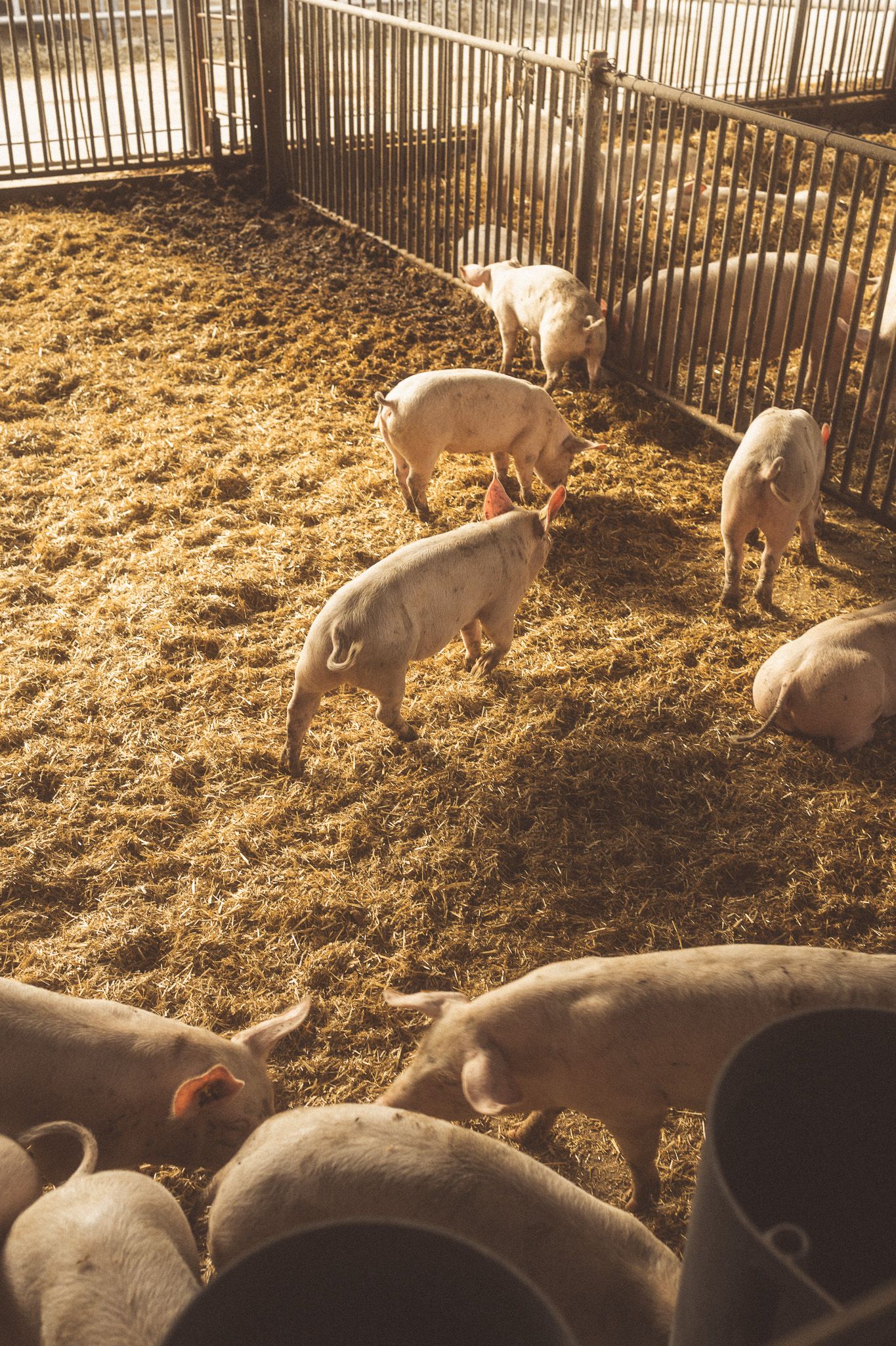 Group of young pink pigs roaming in a sunlit straw-covered farm pen.