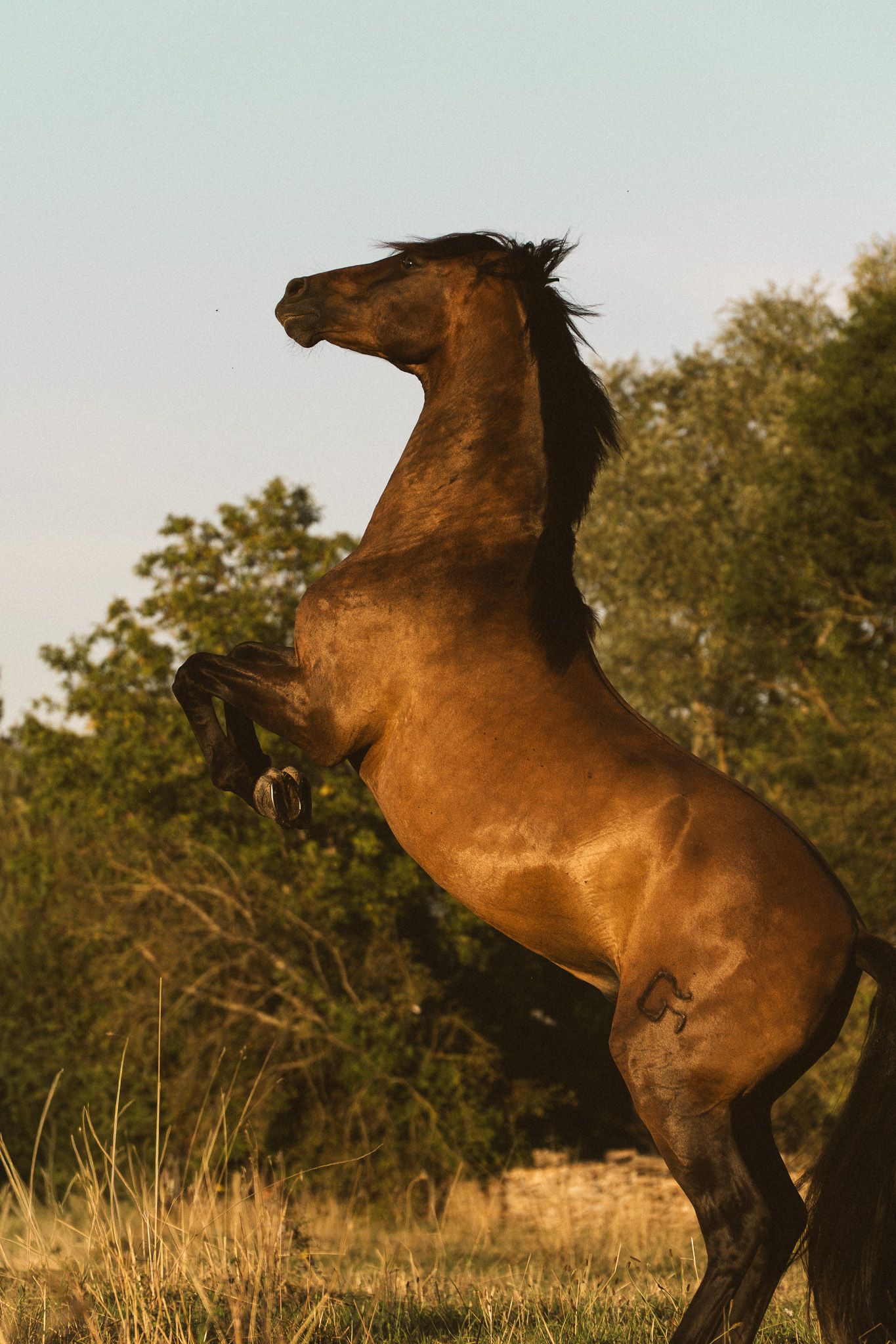 A powerful bay horse rearing up on its hind legs in a golden field with green trees in the background.
