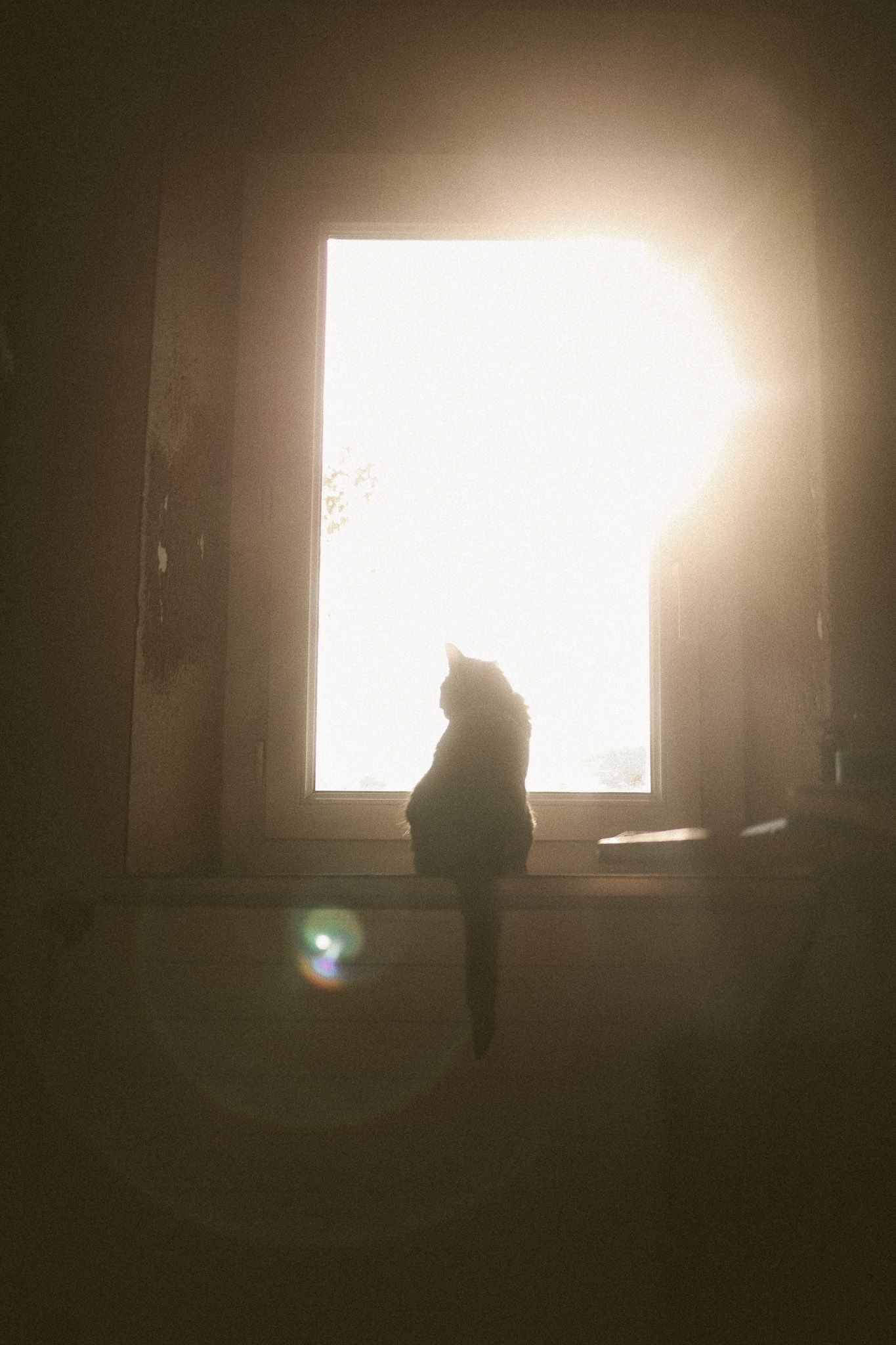 Silhouette of a cat sitting on a windowsill backlit by bright sunlight with warm lens flare in dark room.