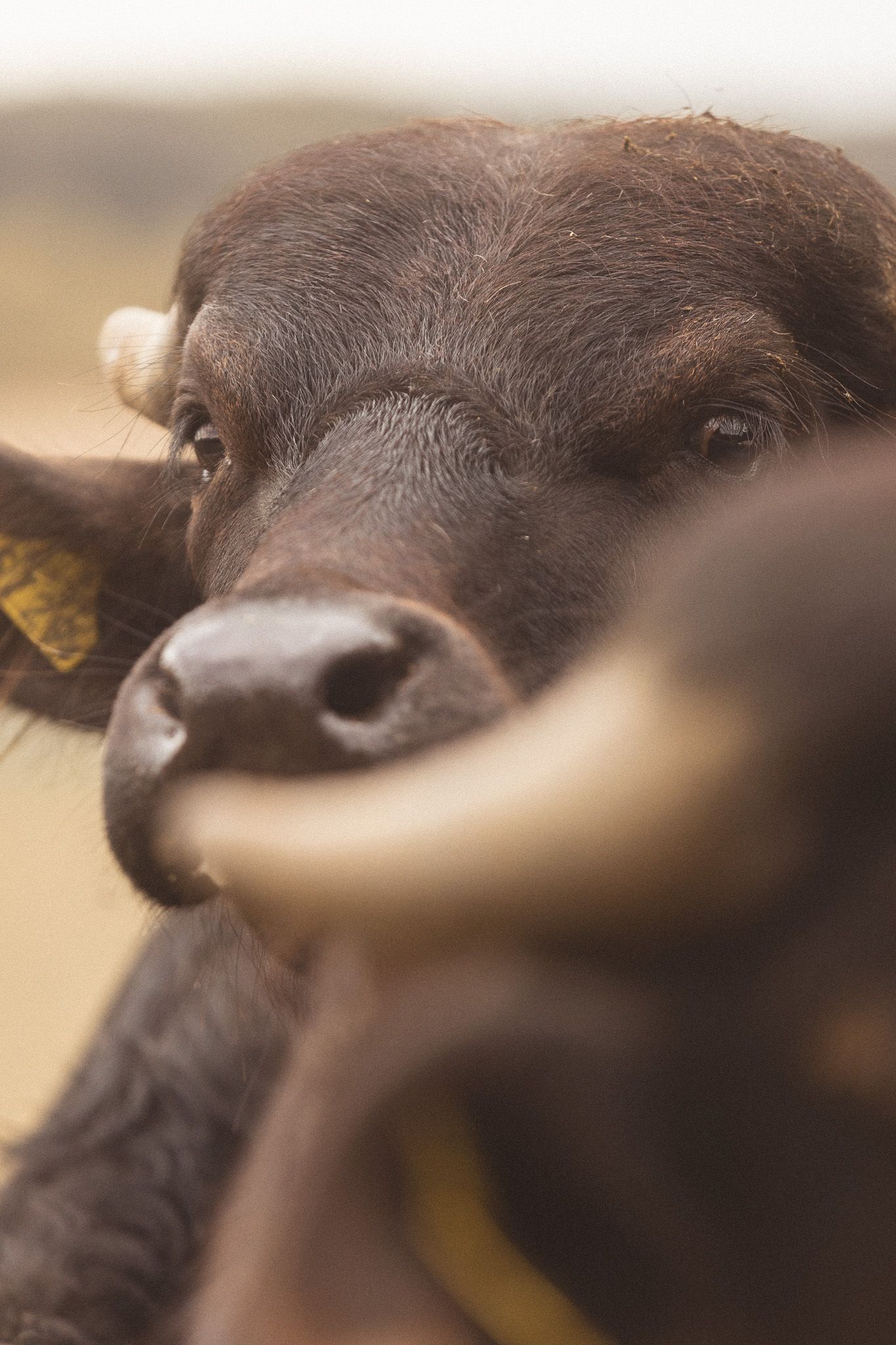 Close-up portrait of a dark brown buffalo calf with yellow ear tag.