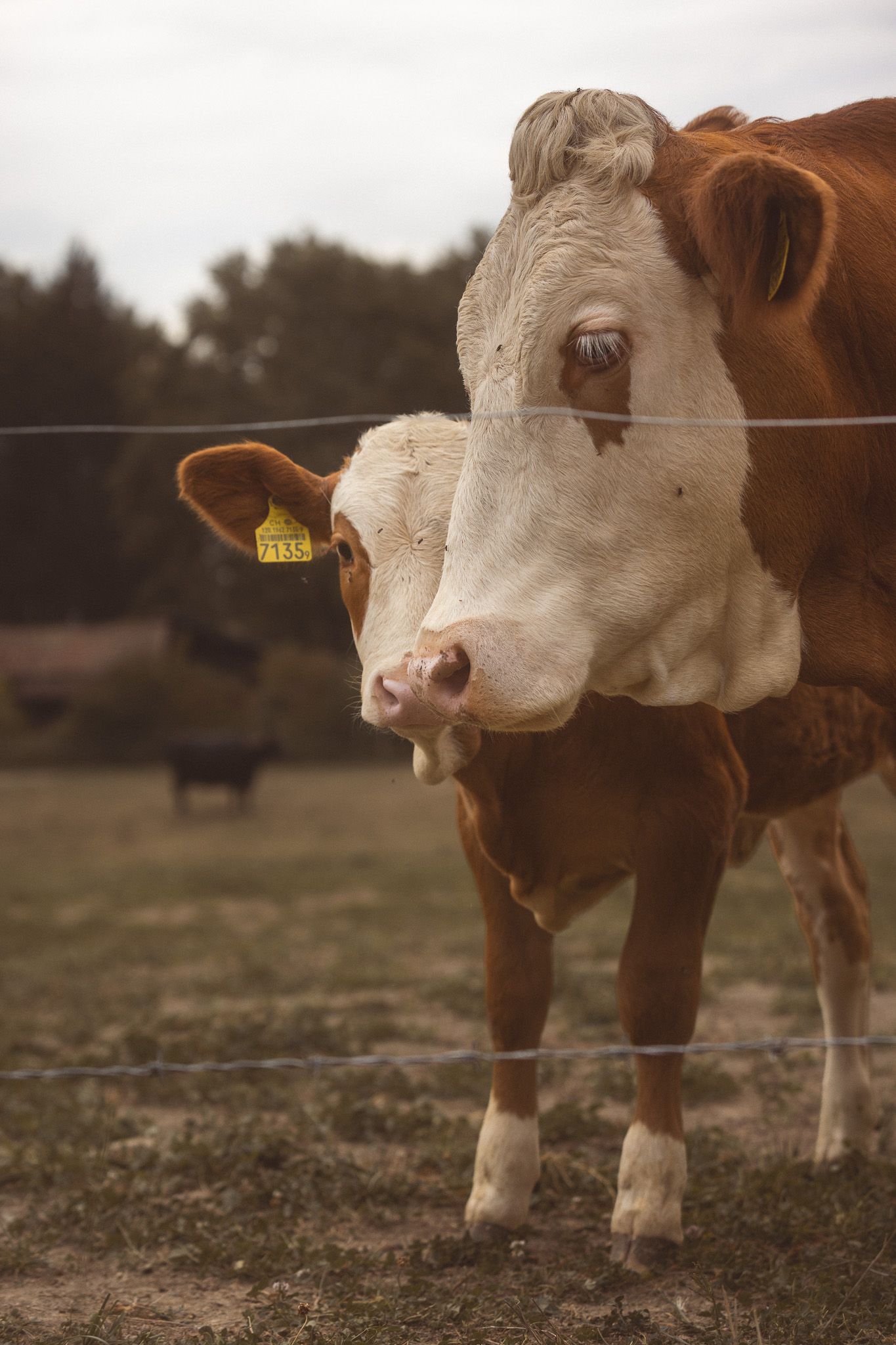 Brown and white Hereford cow standing behind a wire fence on a rural farm.