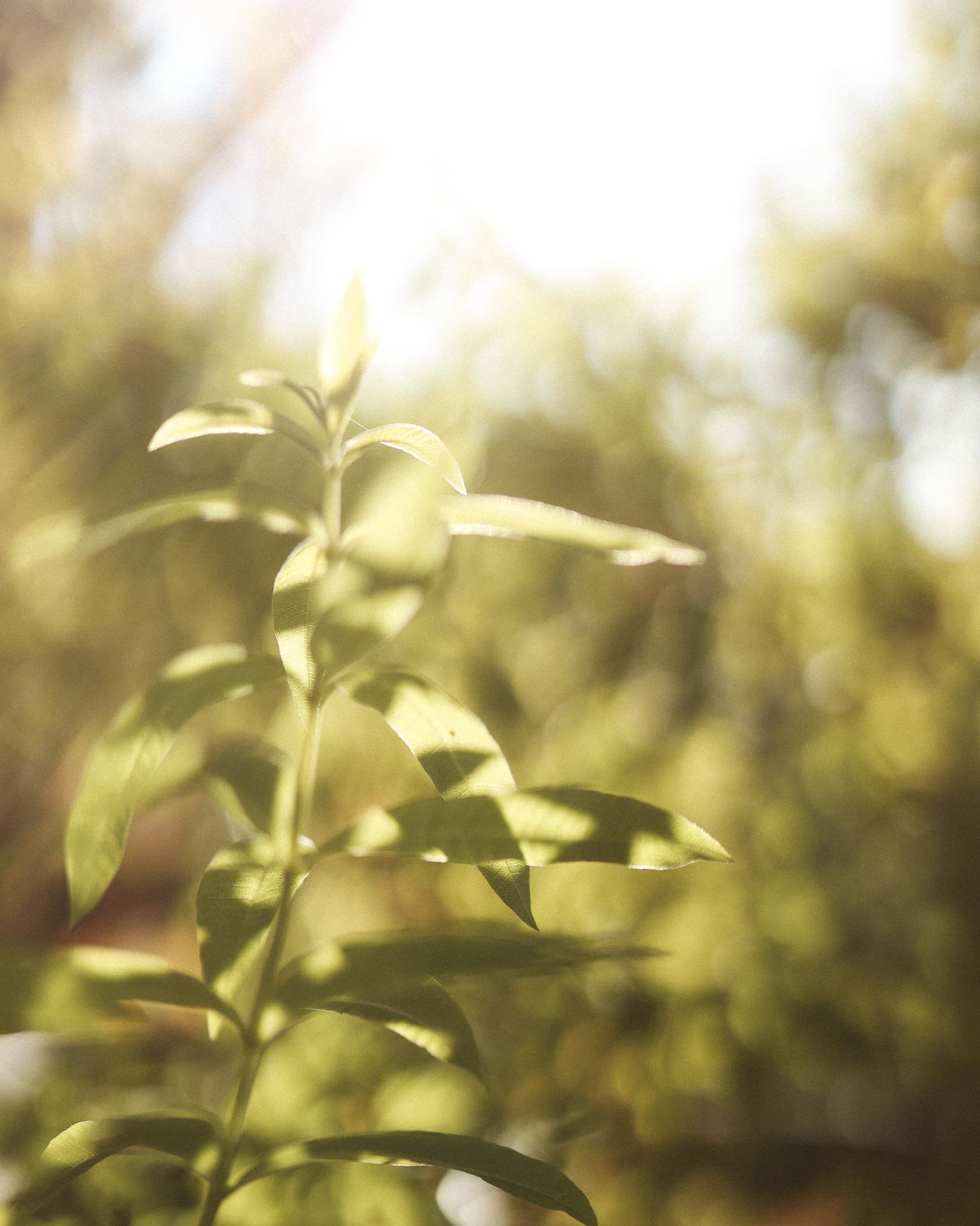 Sunlit green plant stems with small leaves glowing in warm natural light with blurred trees in background.