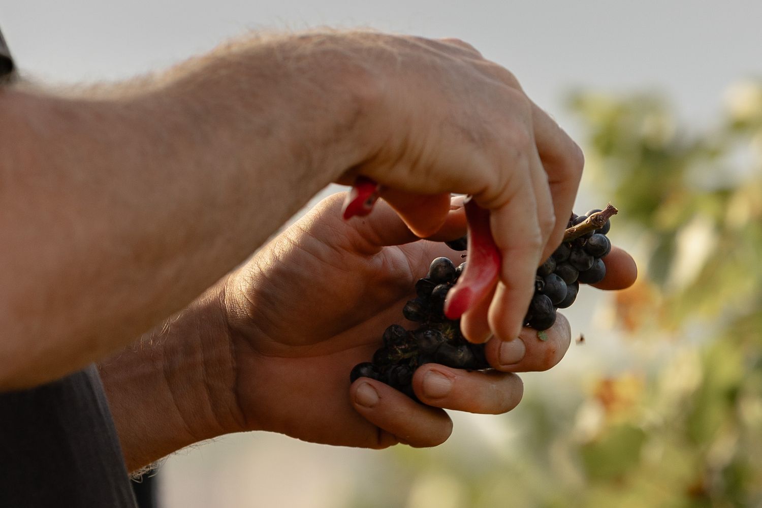 Gros plan sur une main récoltant une grappe de raisin noir