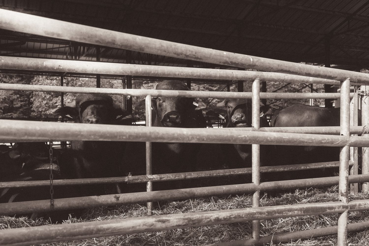 Black and white photo of dark cattle crowded behind metal railings in a farm pen.