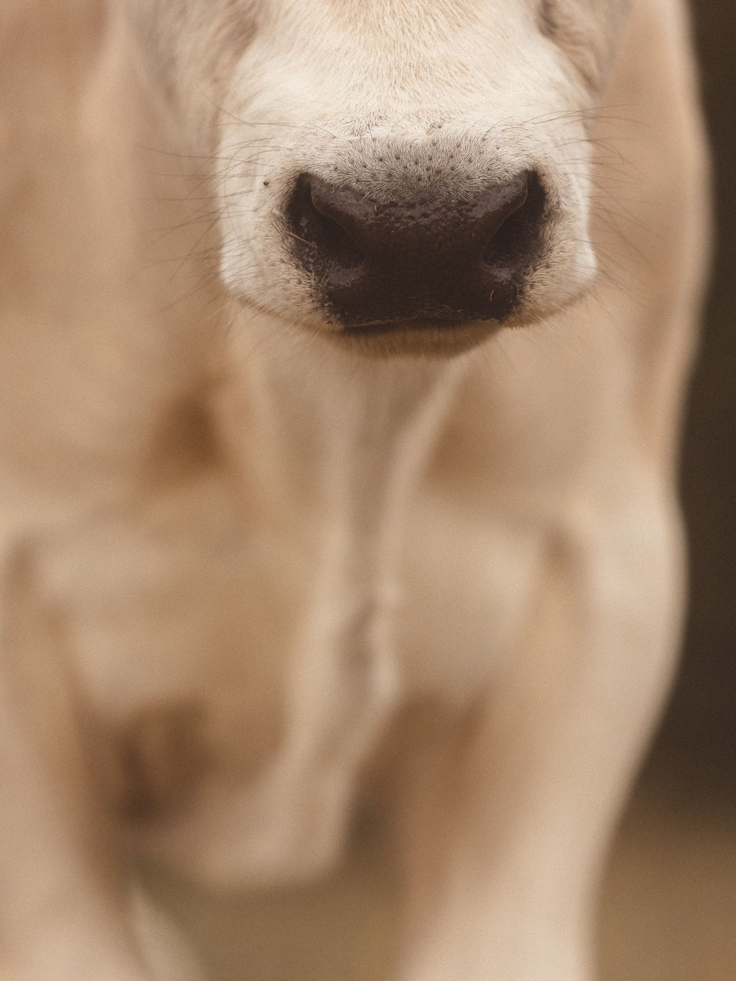 Close-up of a young white calf's nose and face with soft bokeh background.