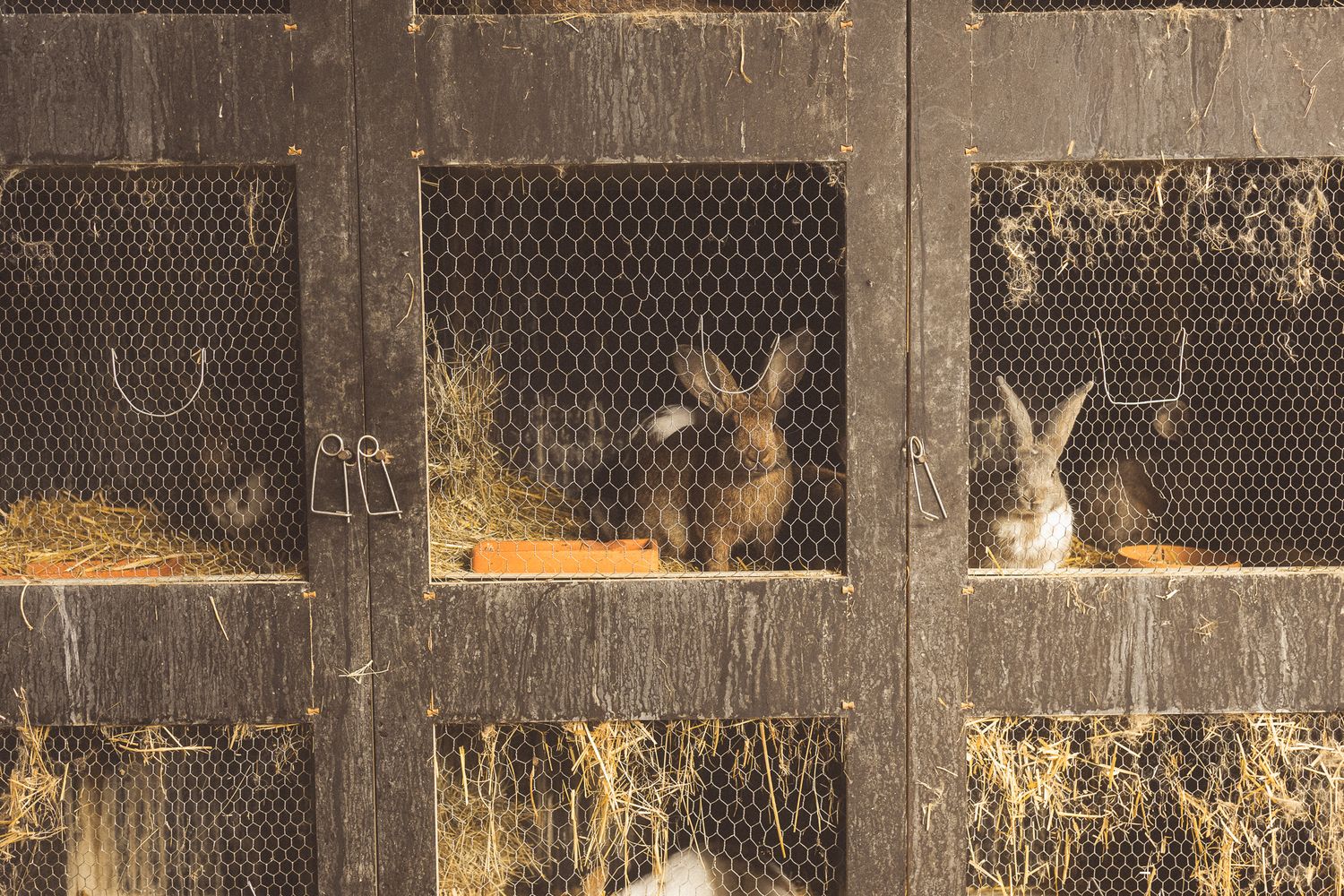 Rabbits in wooden hutch cages with wire mesh and hay bedding.