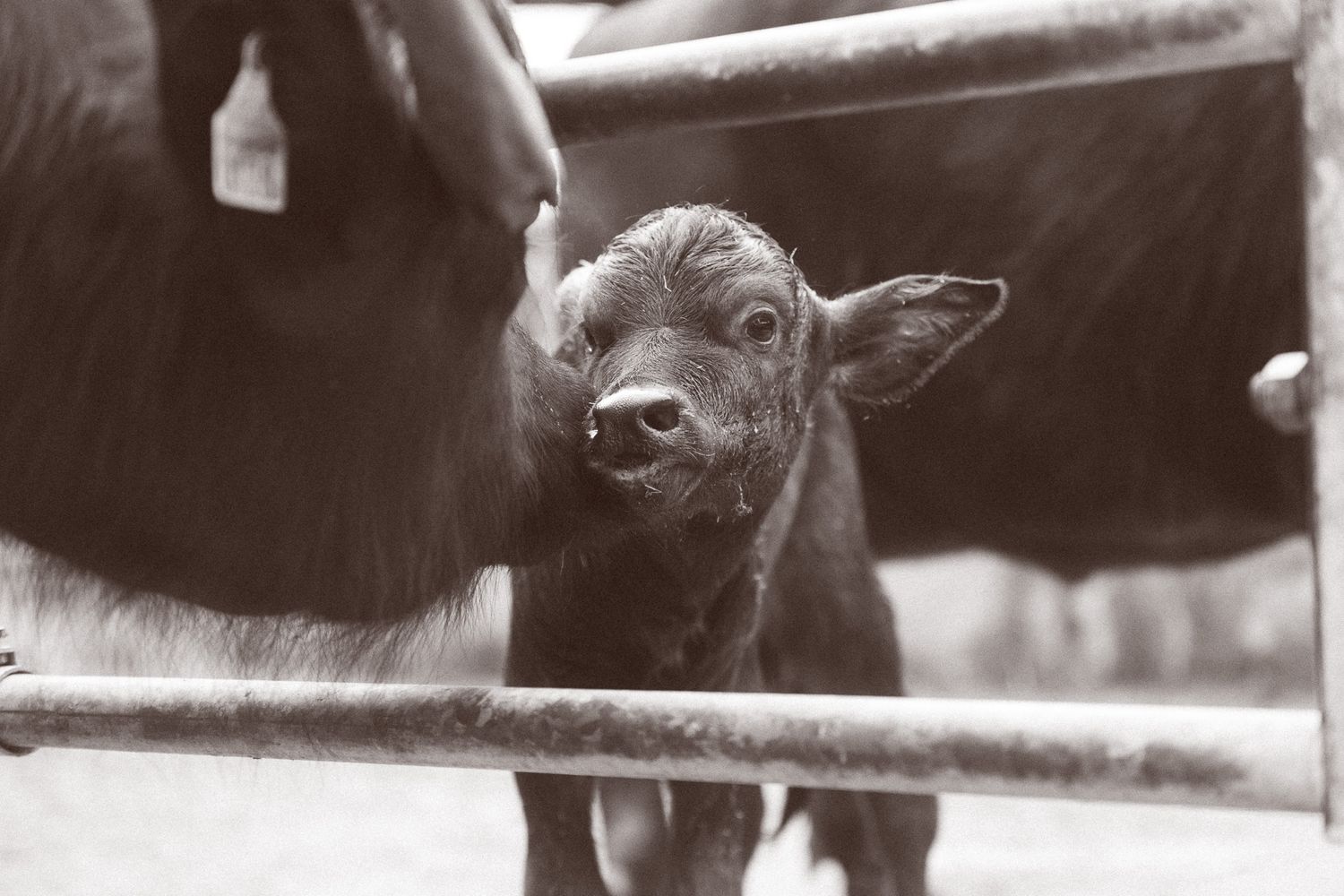 A newborn black water buffalo calf stands between metal fence rails in black and white photography.
