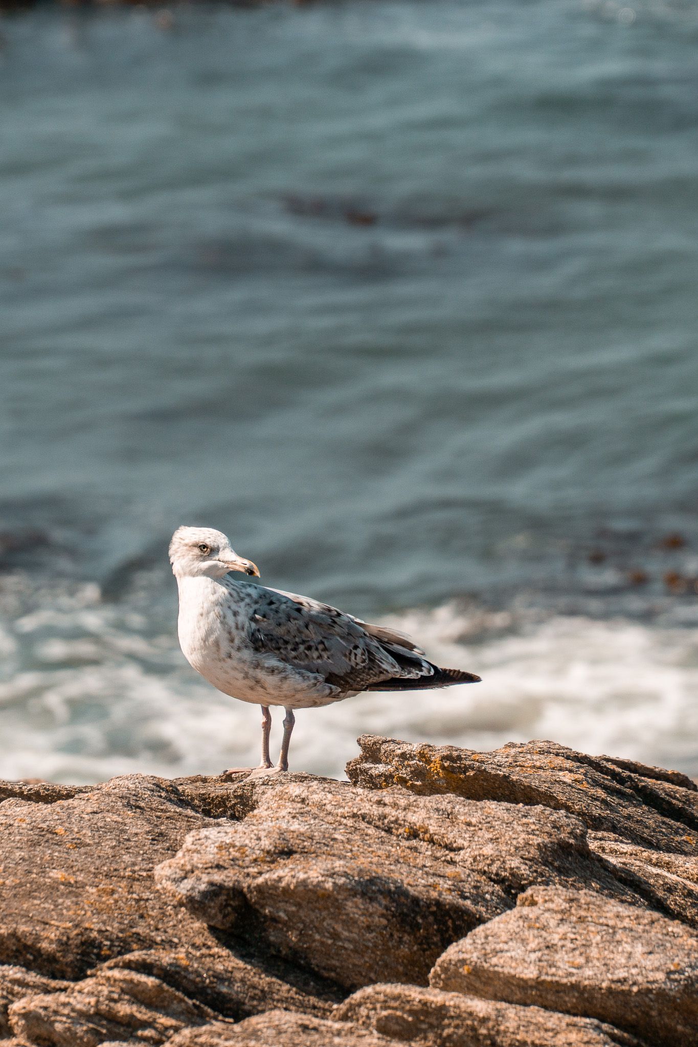 Photographie animalière d'un goéland posé sur un rocher face à la mer
