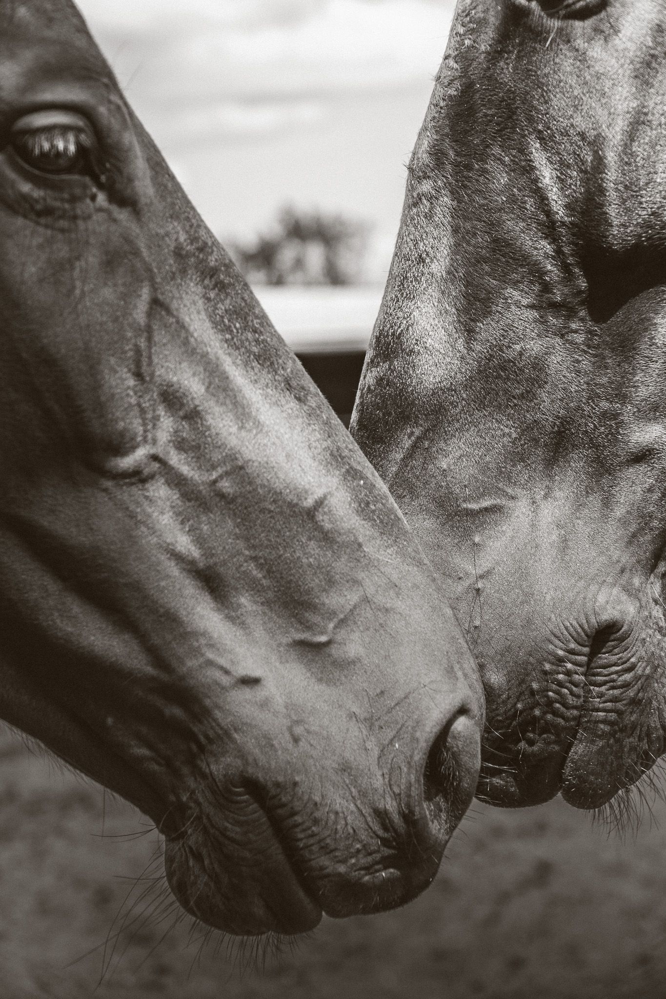 Black and white close-up of two horses touching noses in an affectionate moment.