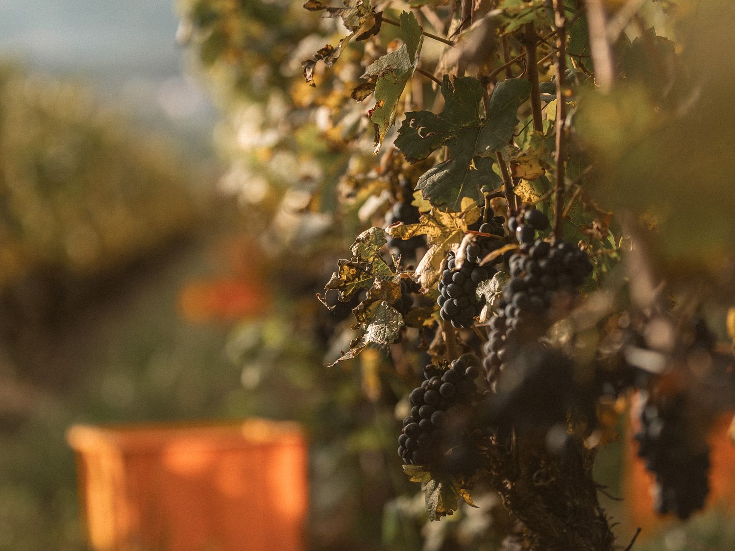 Close-up of ripe dark grapes on a vine in a vineyard during autumn harvest season.