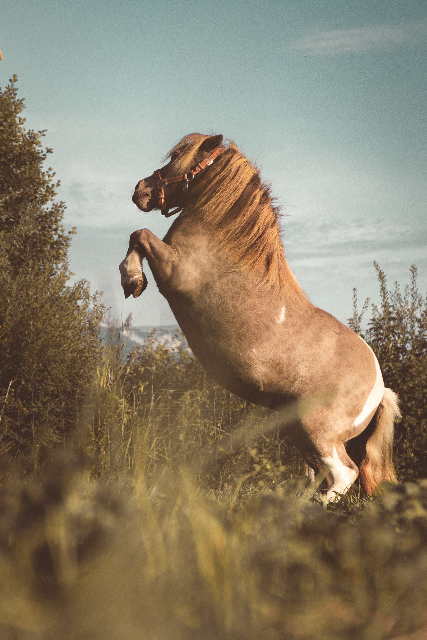 A chestnut pony rearing up on hind legs in a grassy field with trees and blue sky in the background.