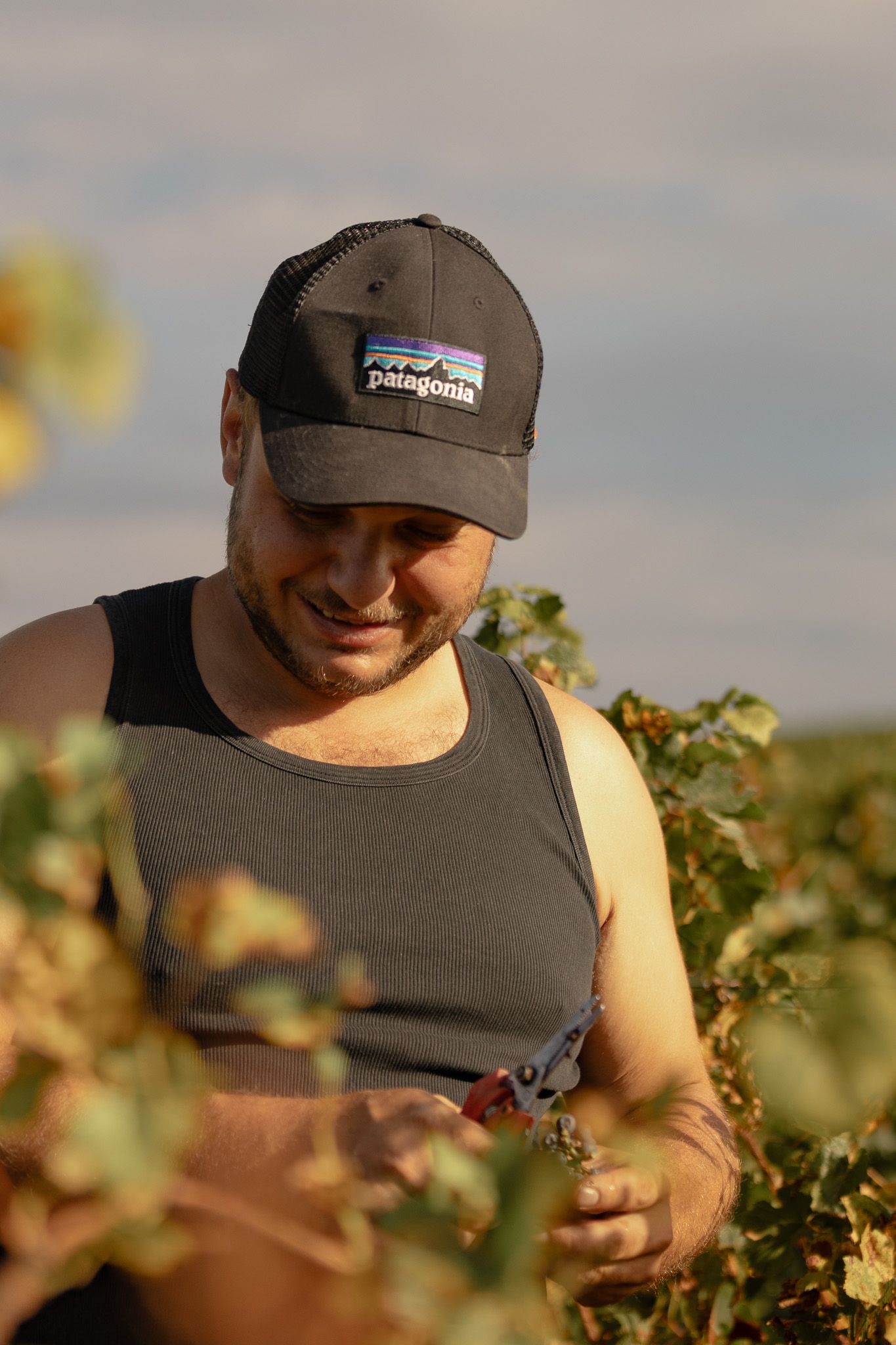 Vigneron Genevois souriant coiffé d'une casquette, récoltant du raisin à la main