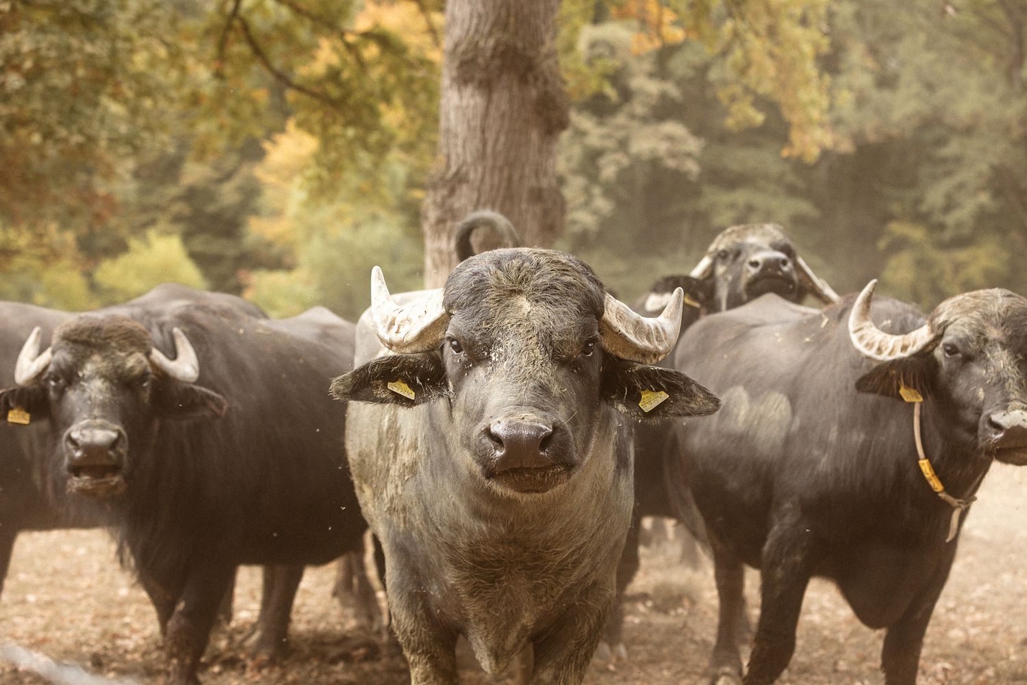 Herd of water buffalo with horns staring forward in an autumn woodland setting.