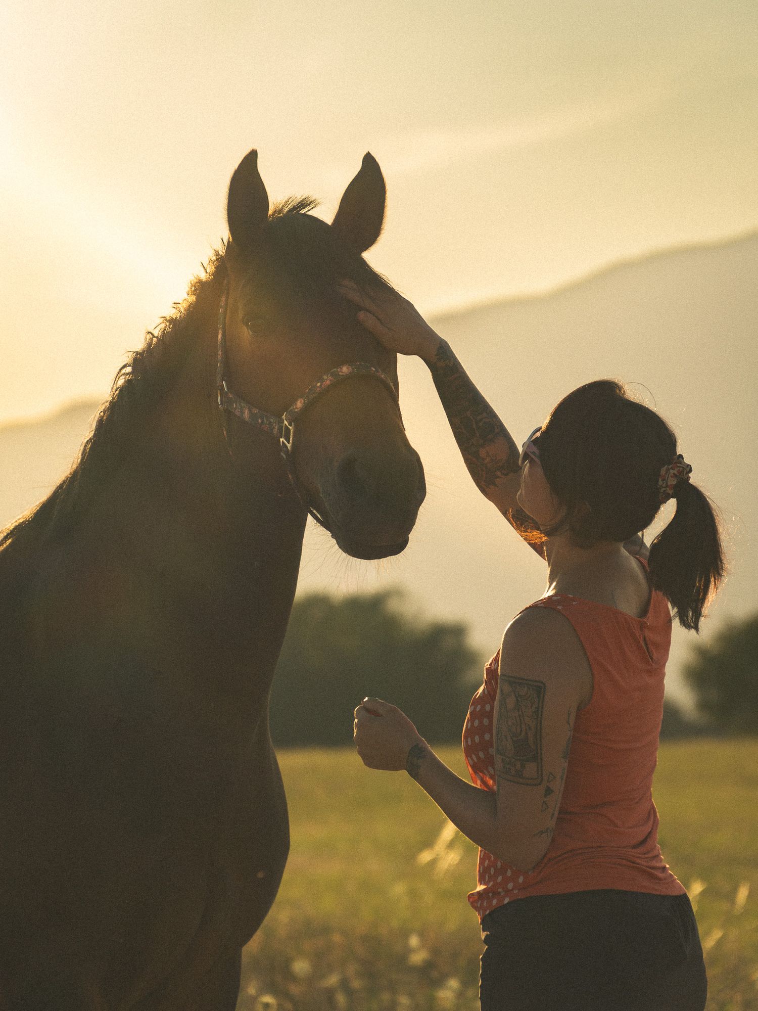 Woman gently touching a horse's face at golden sunset in an open field.