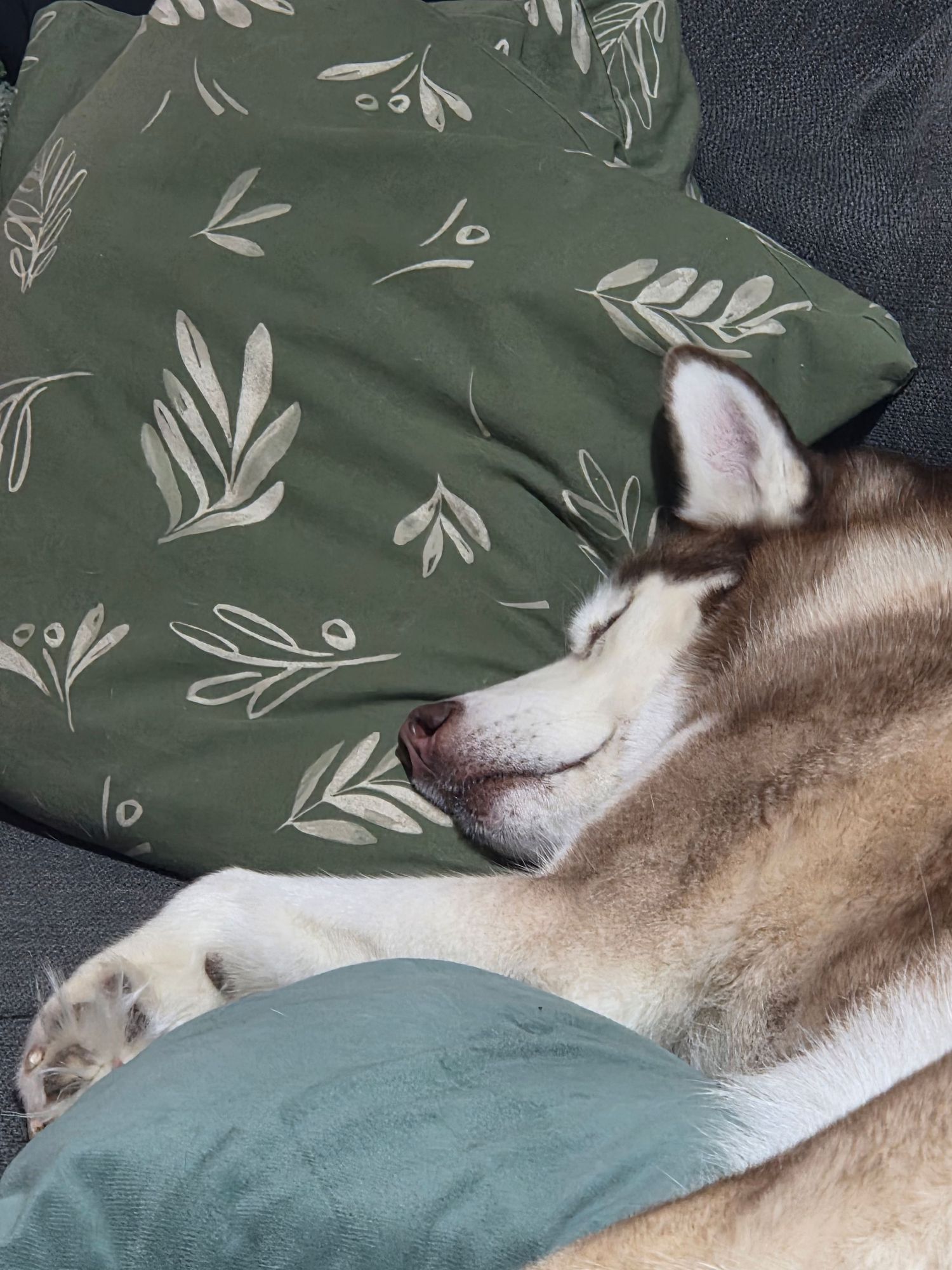 A fluffy Siberian Husky sleeping peacefully on a grey sofa next to a green floral pillow.
