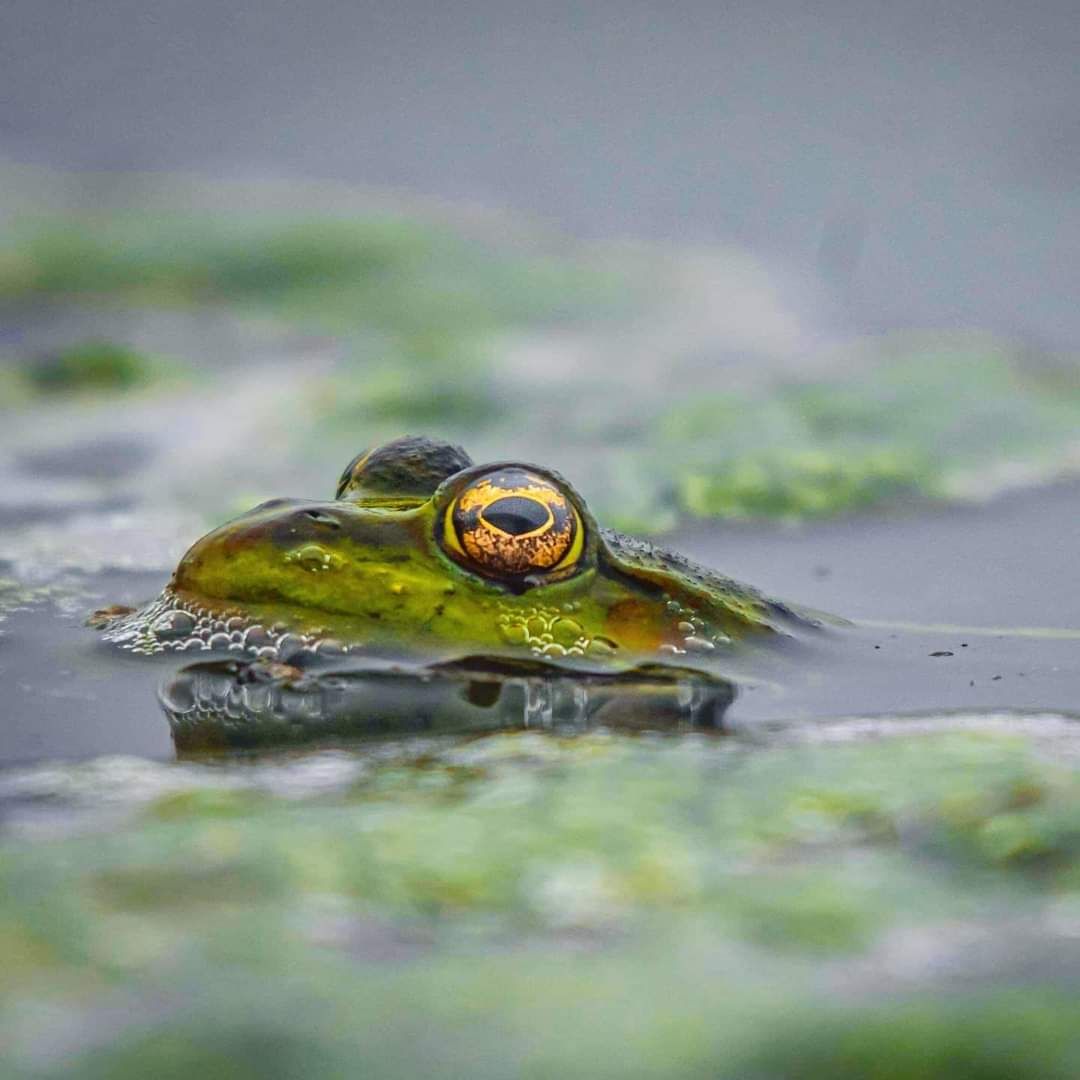 A green bullfrog with golden eyes partially submerged in algae-covered pond water in nature.