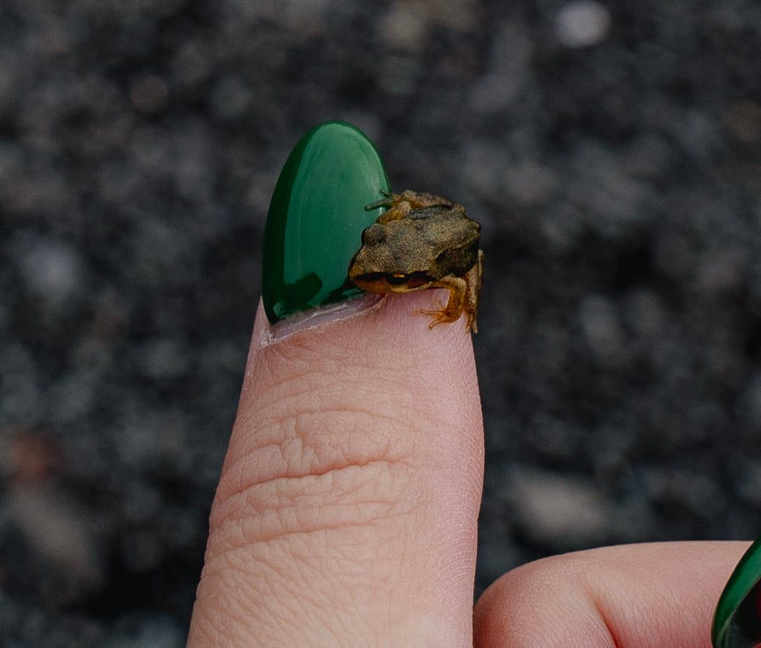 A tiny baby frog sitting on a fingertip with green nail polish, showing its miniature size.