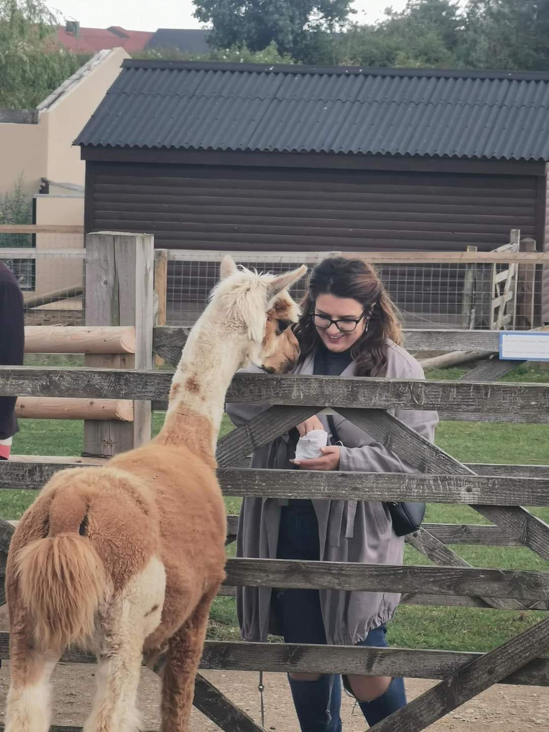 A woman smiling while feeding a brown and white alpaca over a wooden fence at a farm.