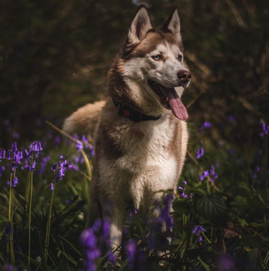 A Siberian Husky dog with tongue out standing among purple bluebell flowers in a forest.
