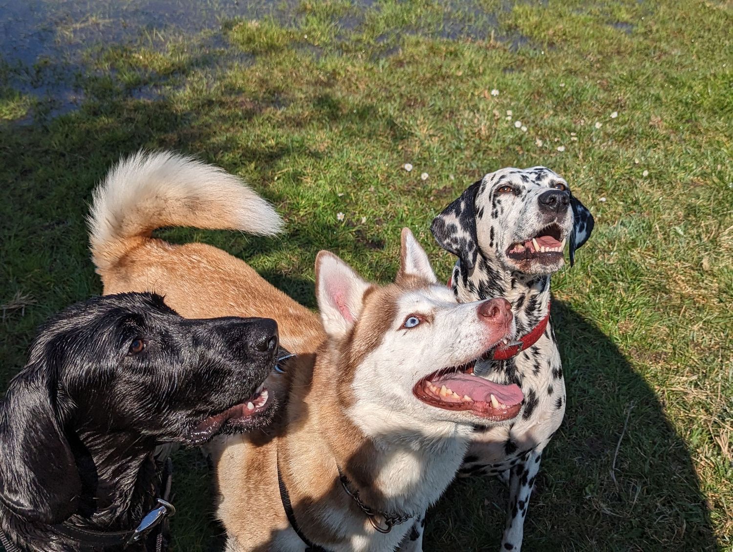 Three dogs including a Dalmatian, Husky, and black dog playing together on green grass.