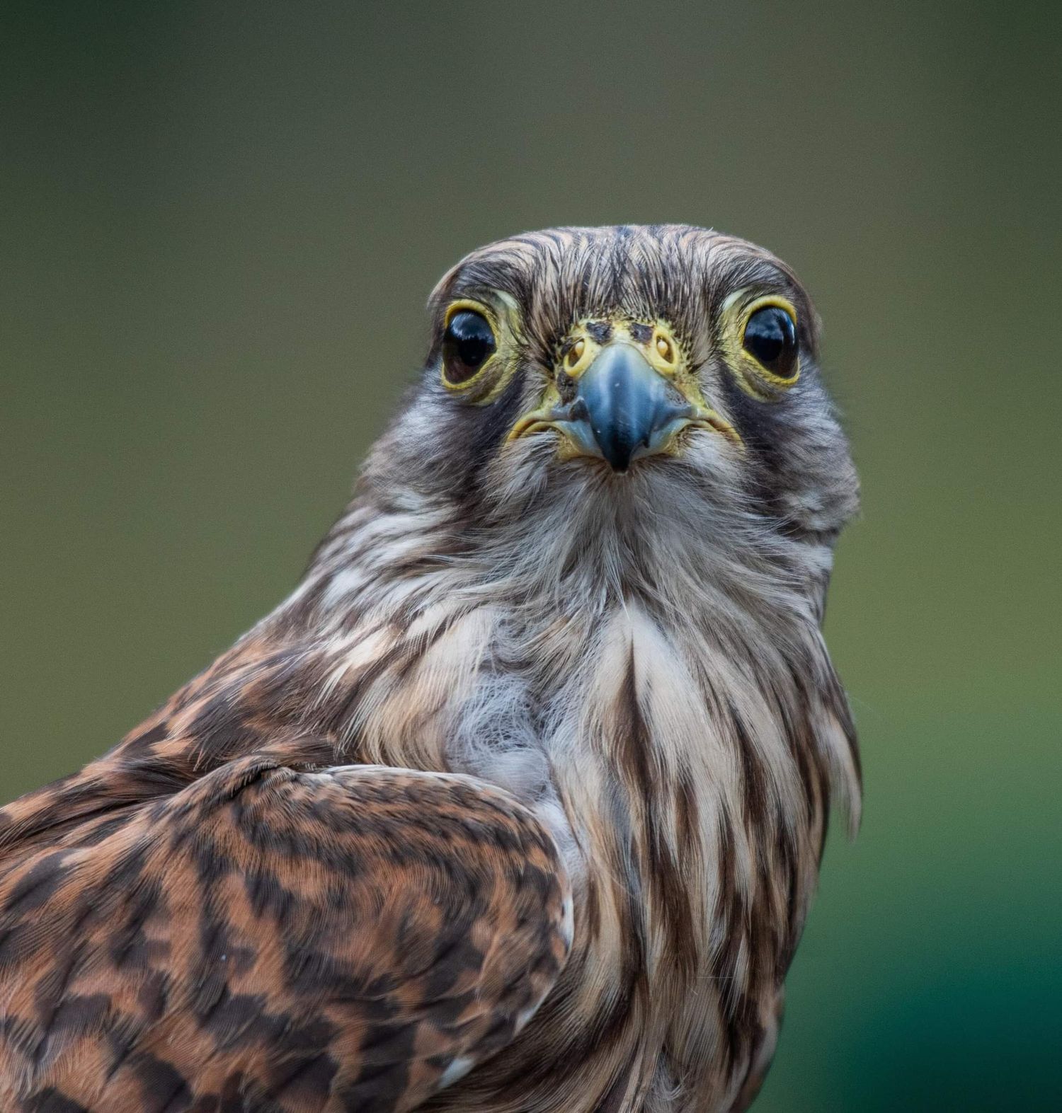 Close-up portrait of a merlin falcon with striking yellow beak and detailed brown feathers against green background.